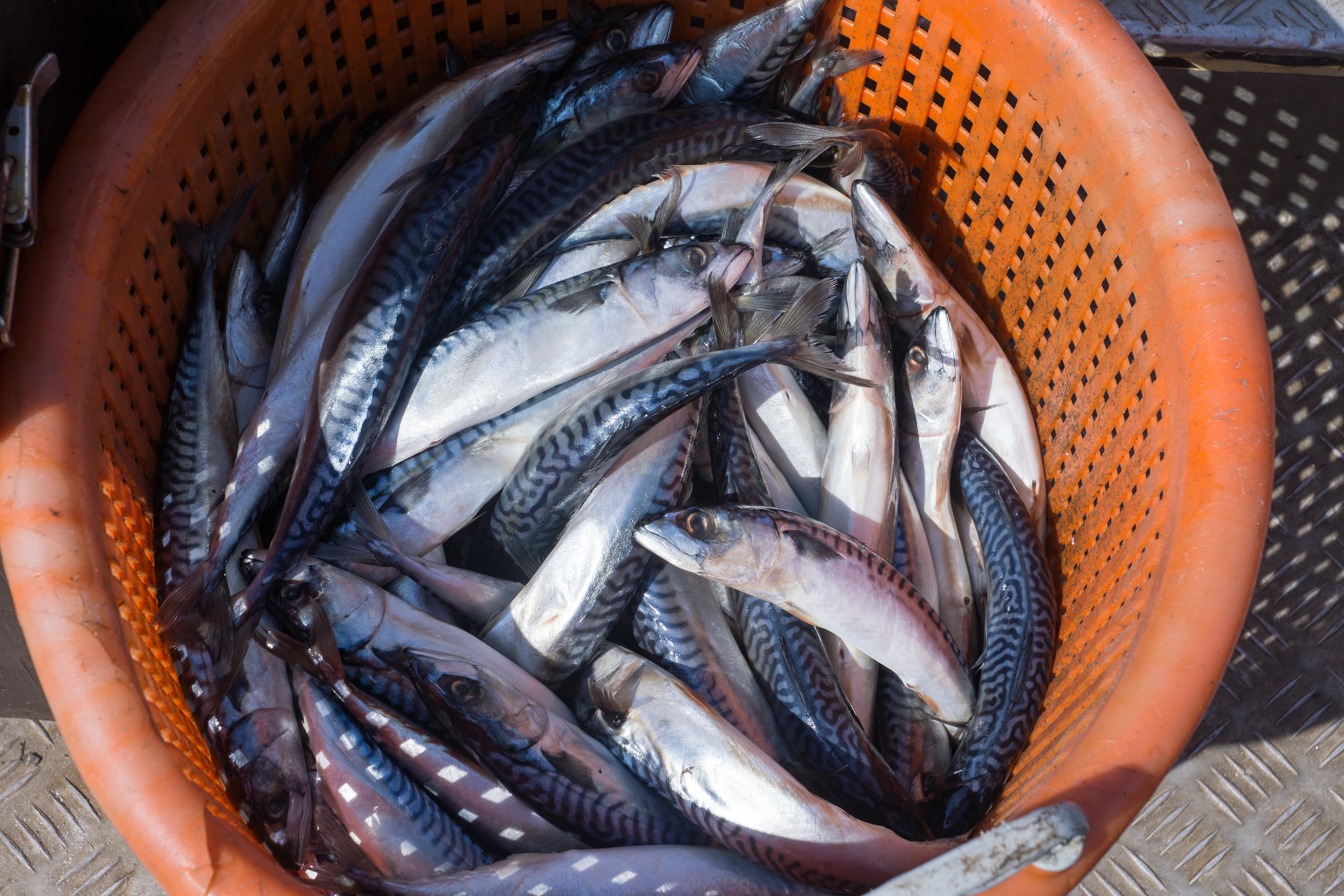 A basket of mackerel for the gannets, Noss, UK — photo by Jim Bennett