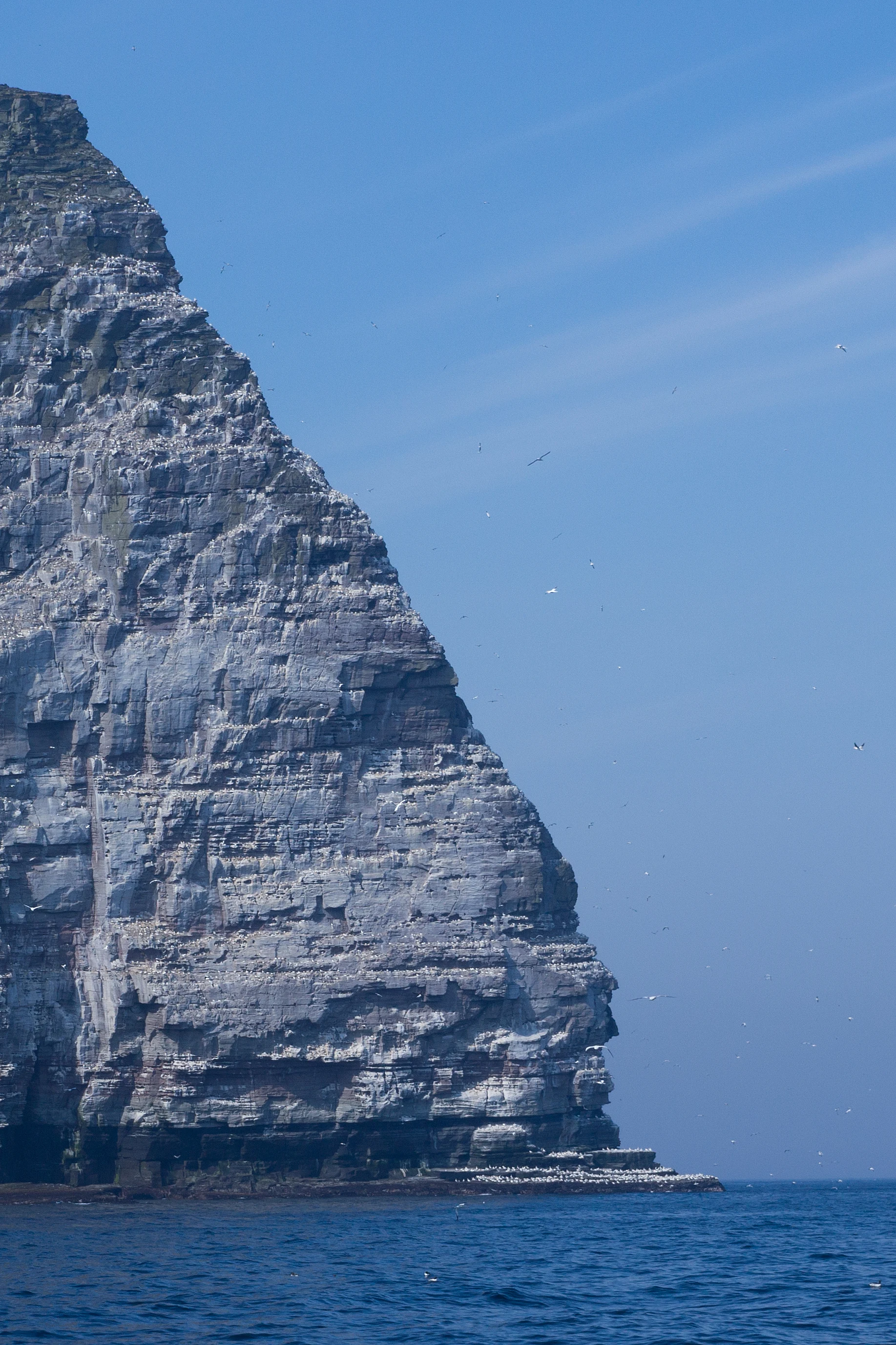 Northern Gannets, Noss, UK — photo by Jim Bennett
