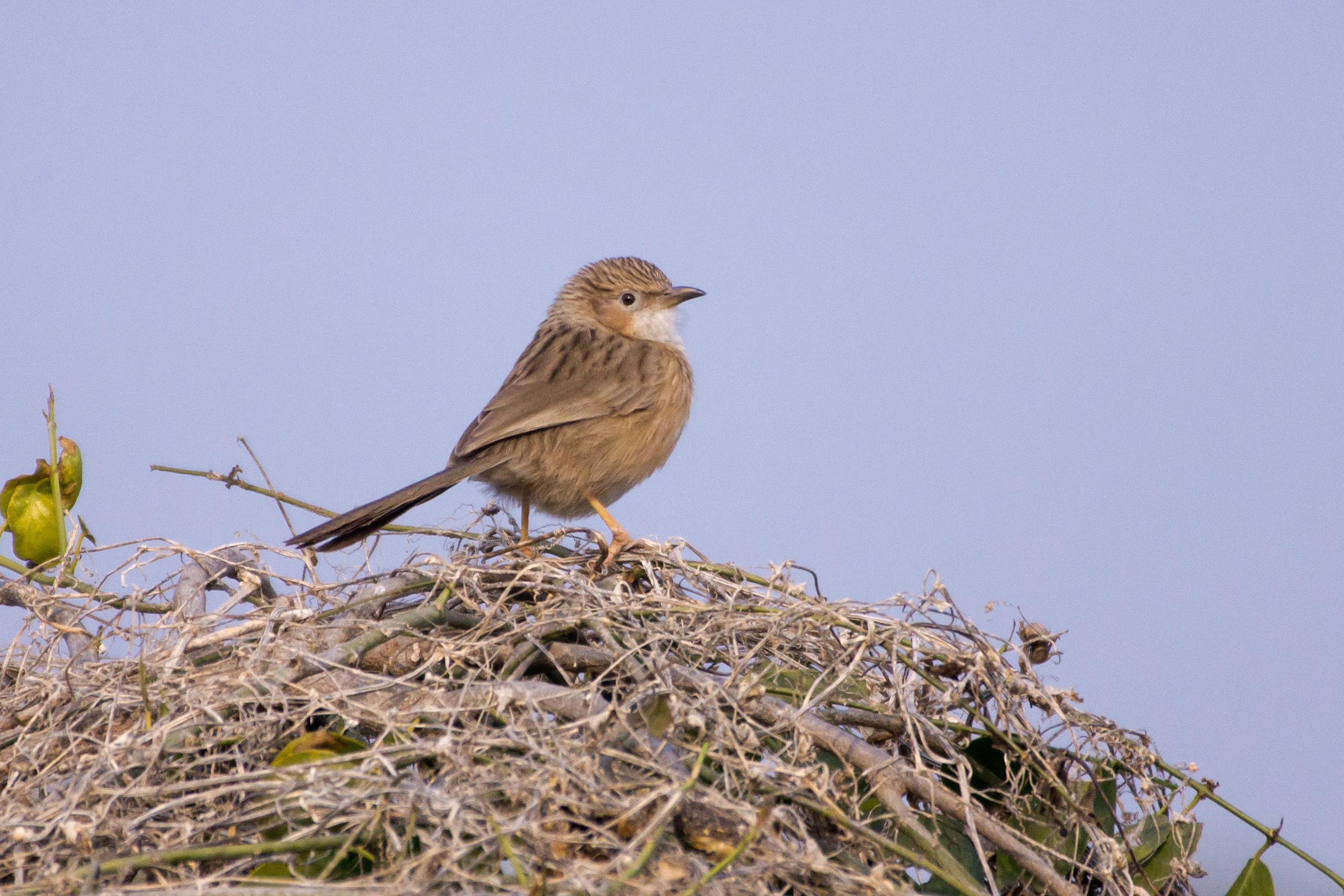 Common Babbler, Keoladeo National Park, Rajasthan, India — photo by Jim Bennett