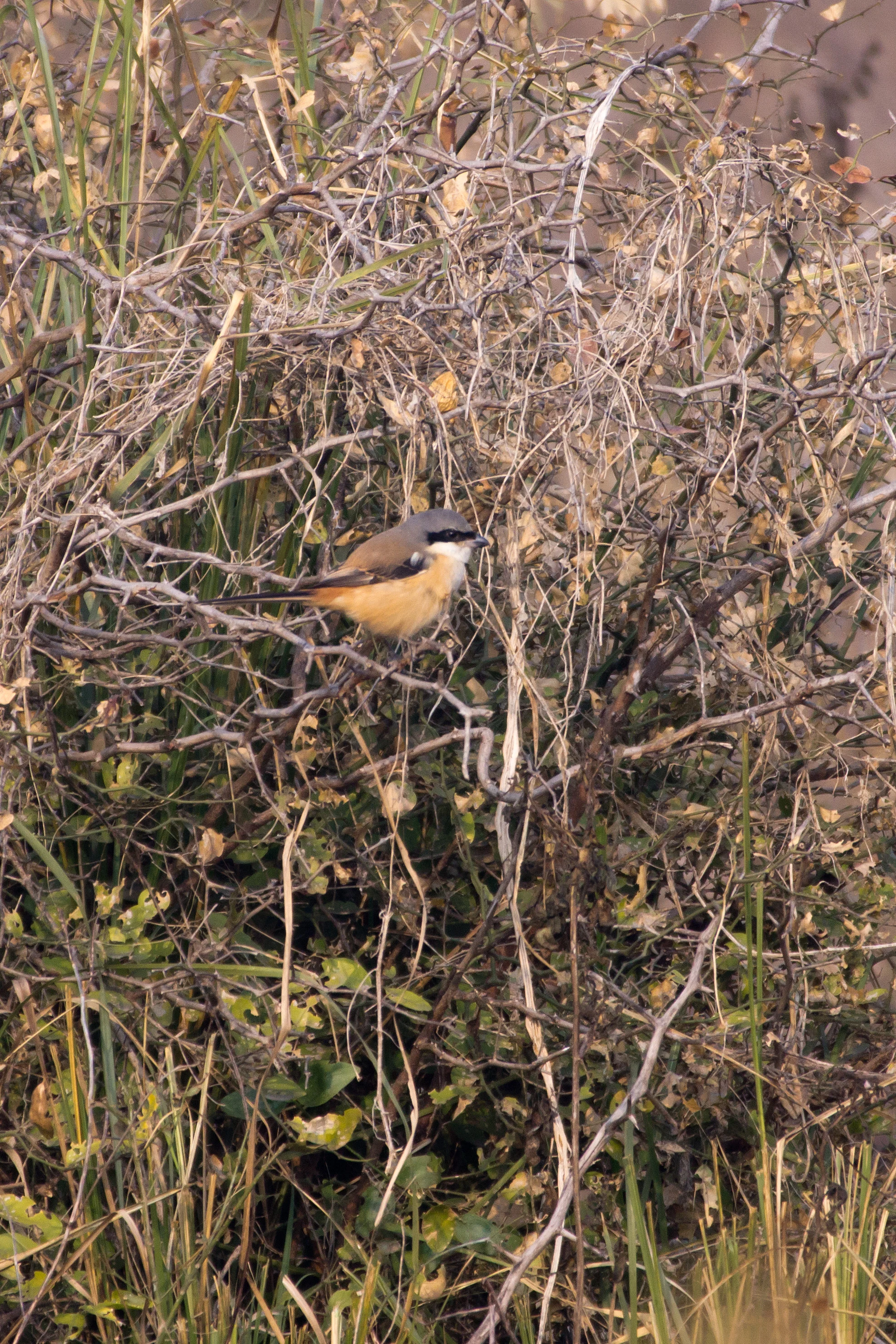 Long-tailed Shrike, Keoladeo National Park, Rajasthan, India — photo by Jim Bennett