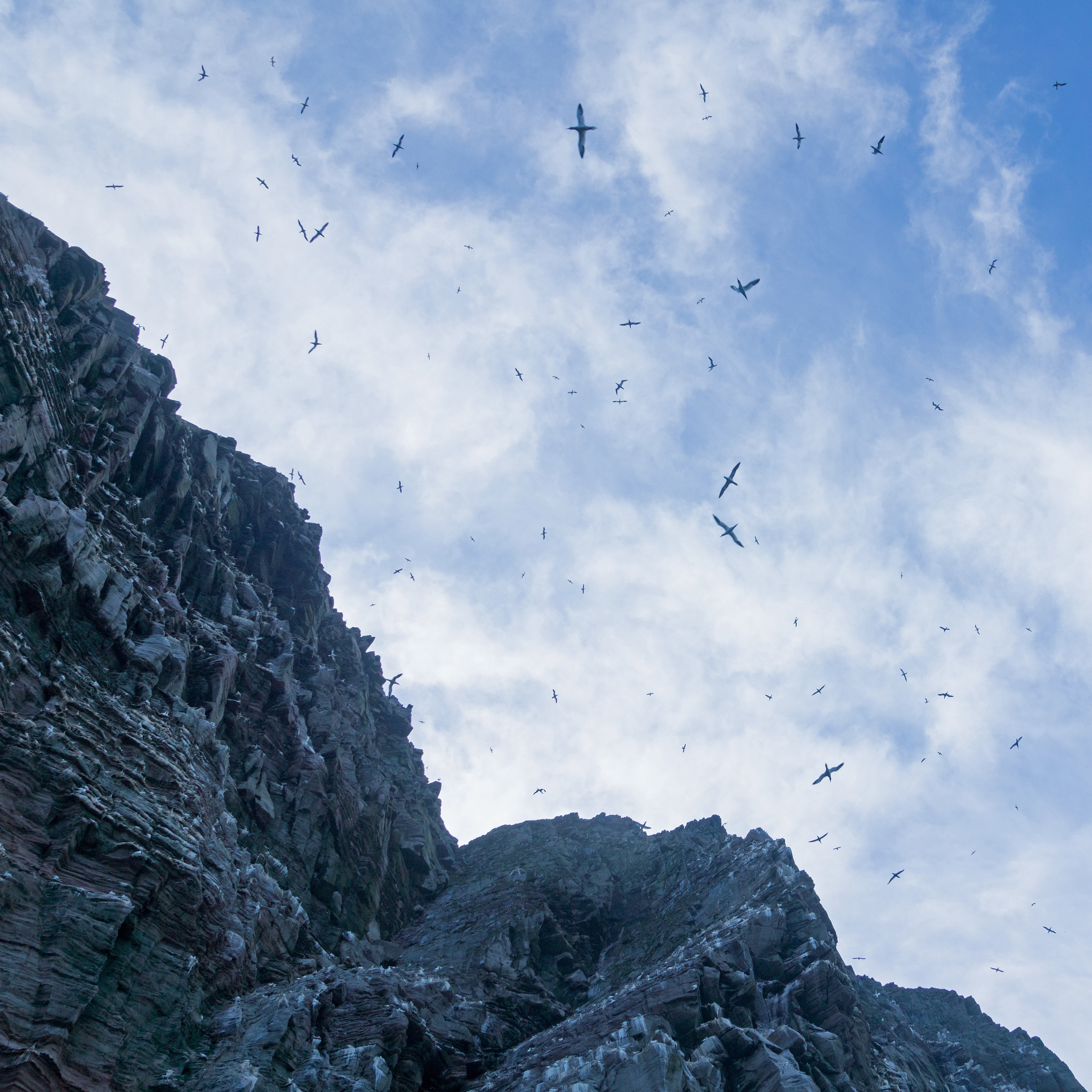 Northern Gannets on Noss, Noss, UK — photo by Jim Bennett