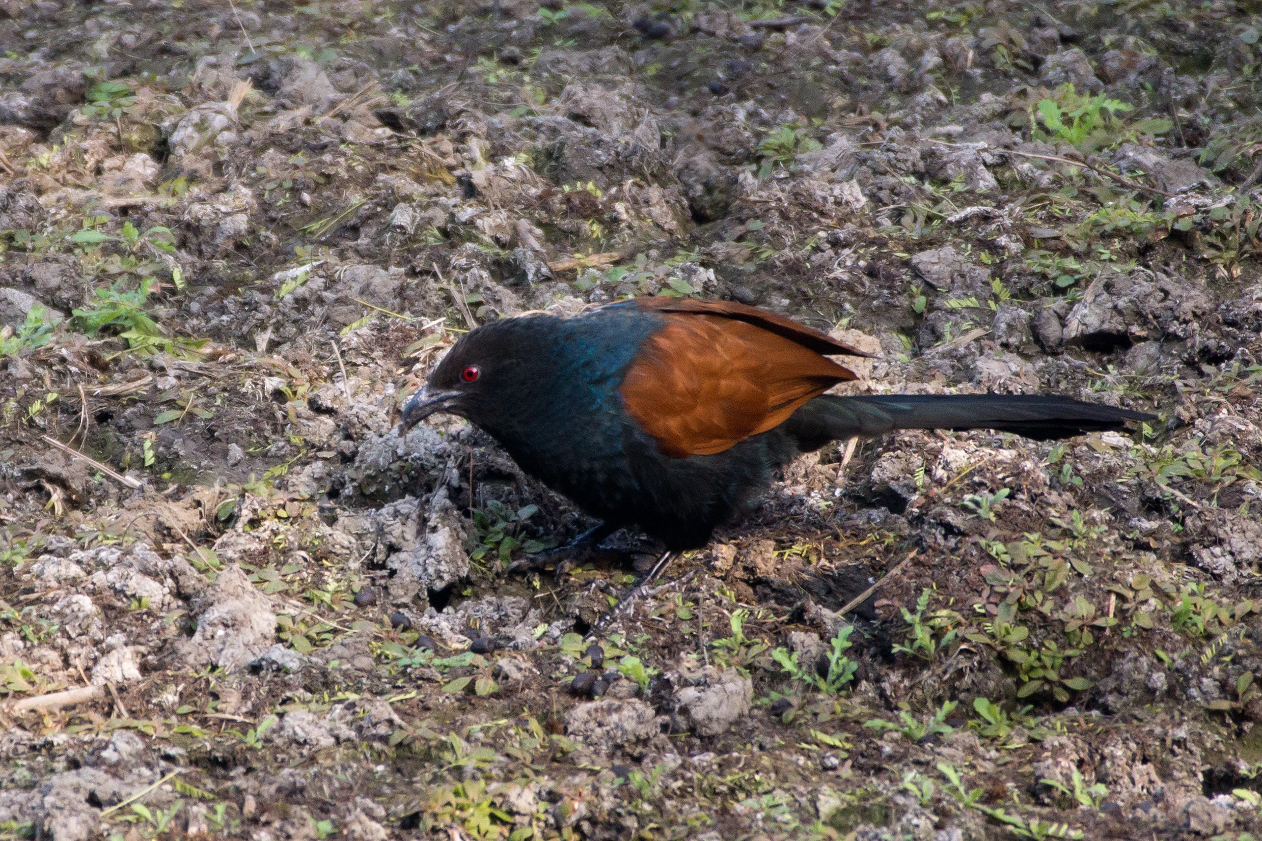 Greater Coucal, Keoladeo National Park, Rajasthan, India — photo by Jim Bennett