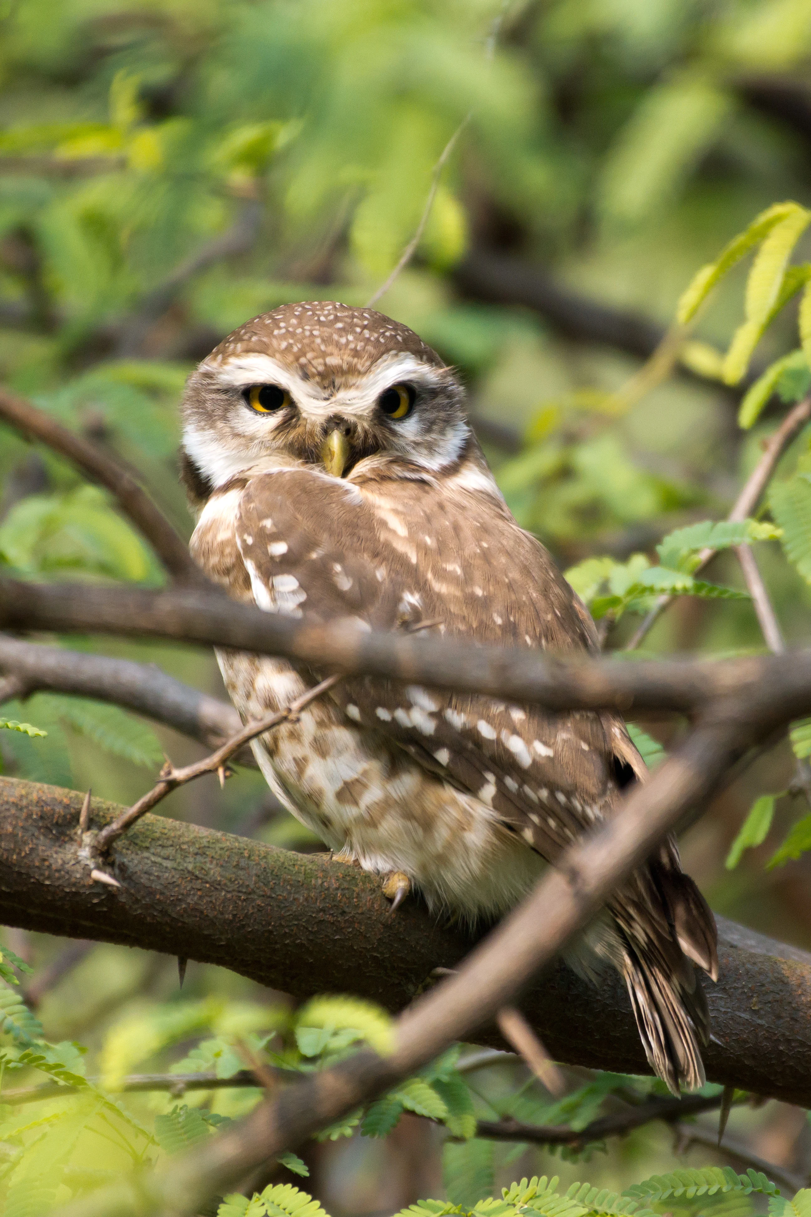 Spotted Owlet, Keoladeo National Park, Rajasthan, India — photo by Jim Bennett