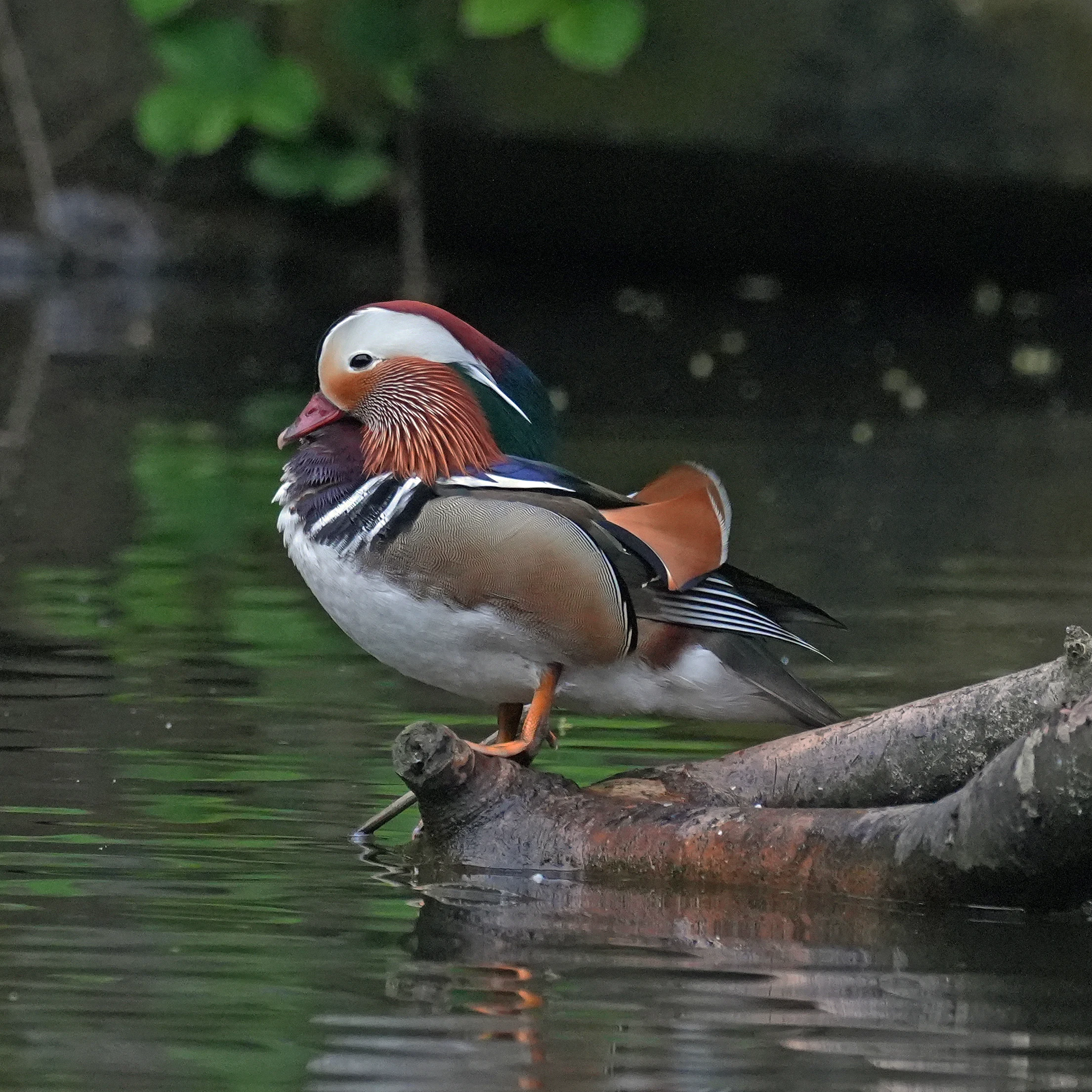 Mandarin Duck, Endcliffe Park, Yorkshire, UK — photo by Jim Bennett