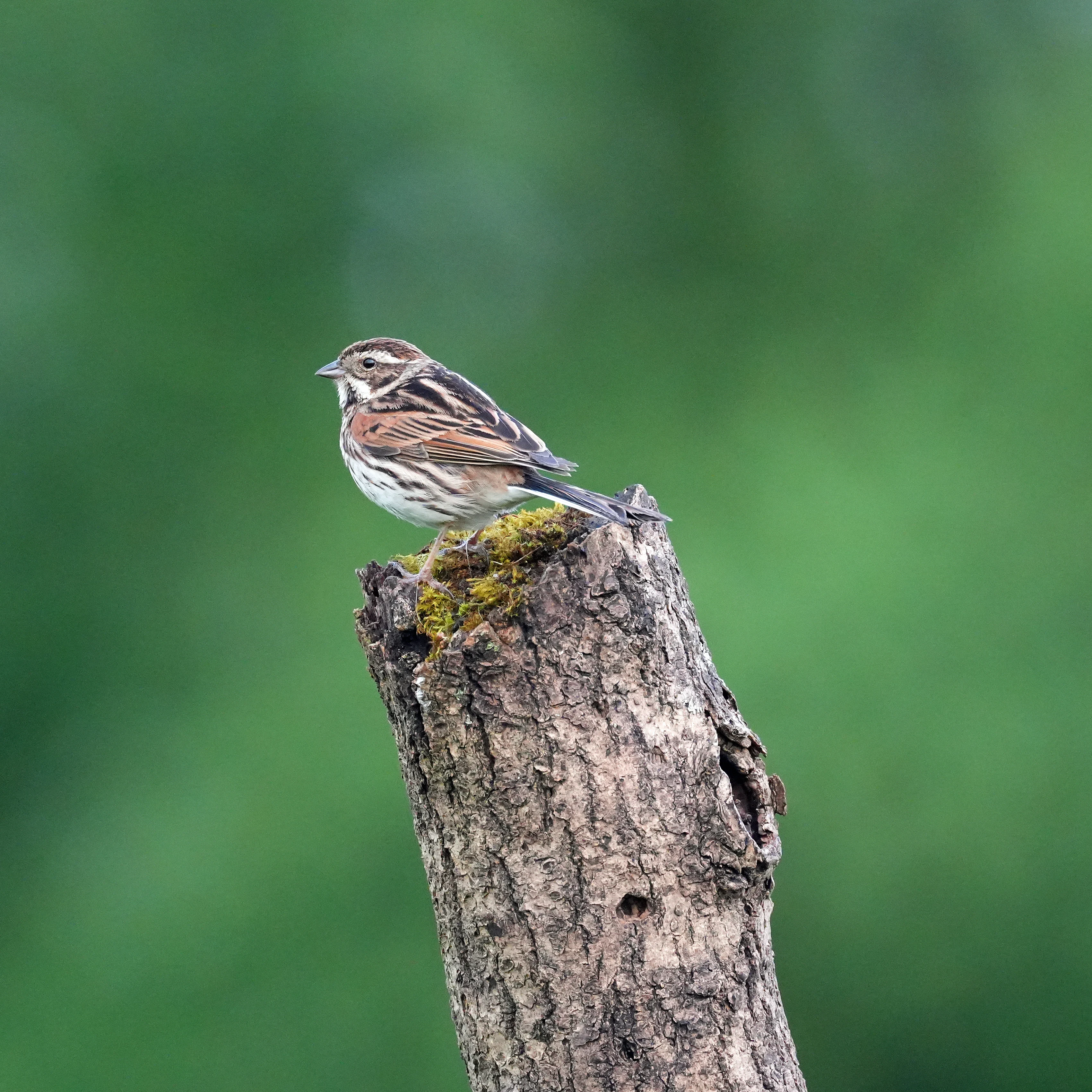 Reed Bunting, female, Yorkshire, UK — photo by Jim Bennett
