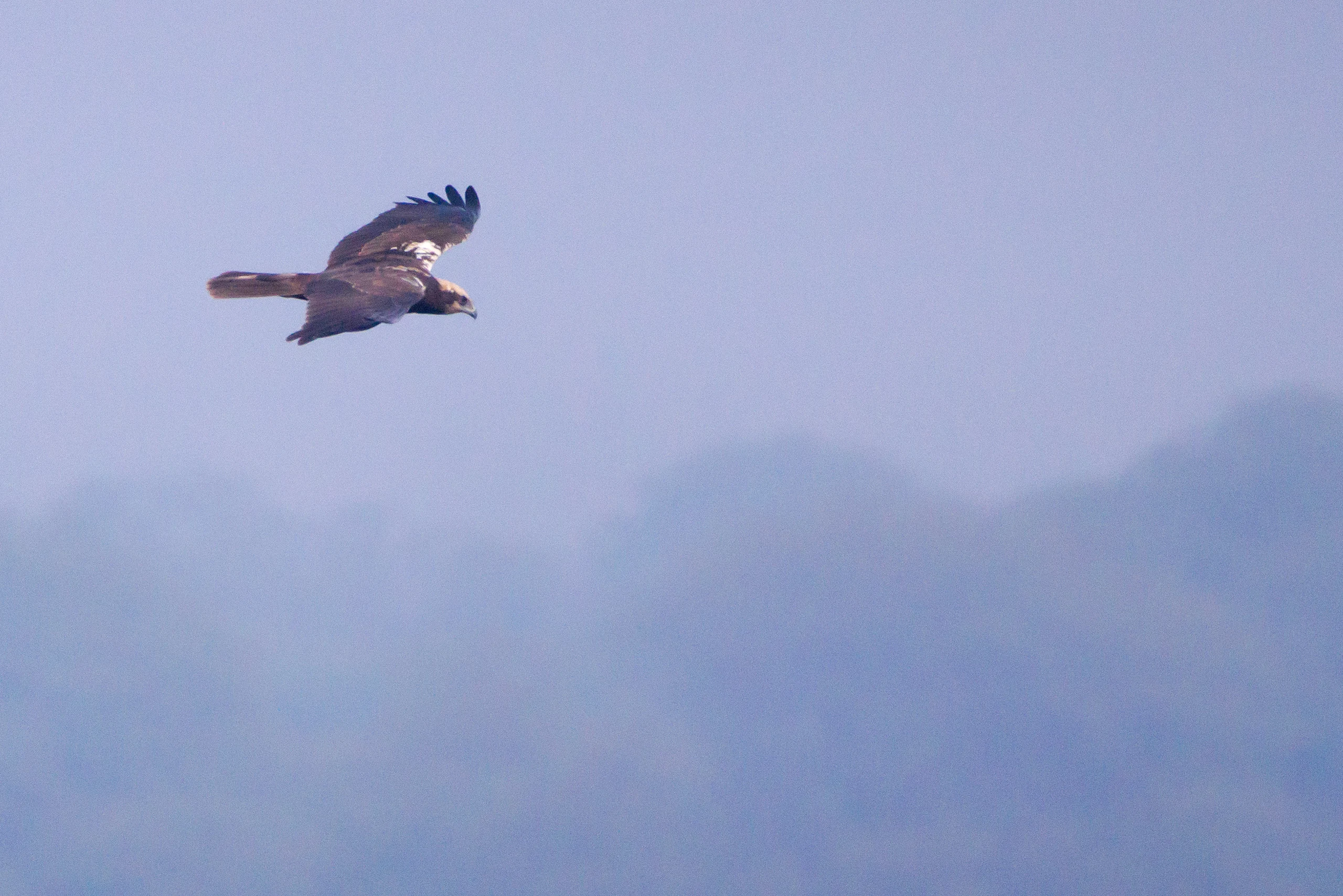Marsh Harrier, Keoladeo National Park, Rajasthan, India — photo by Jim Bennett