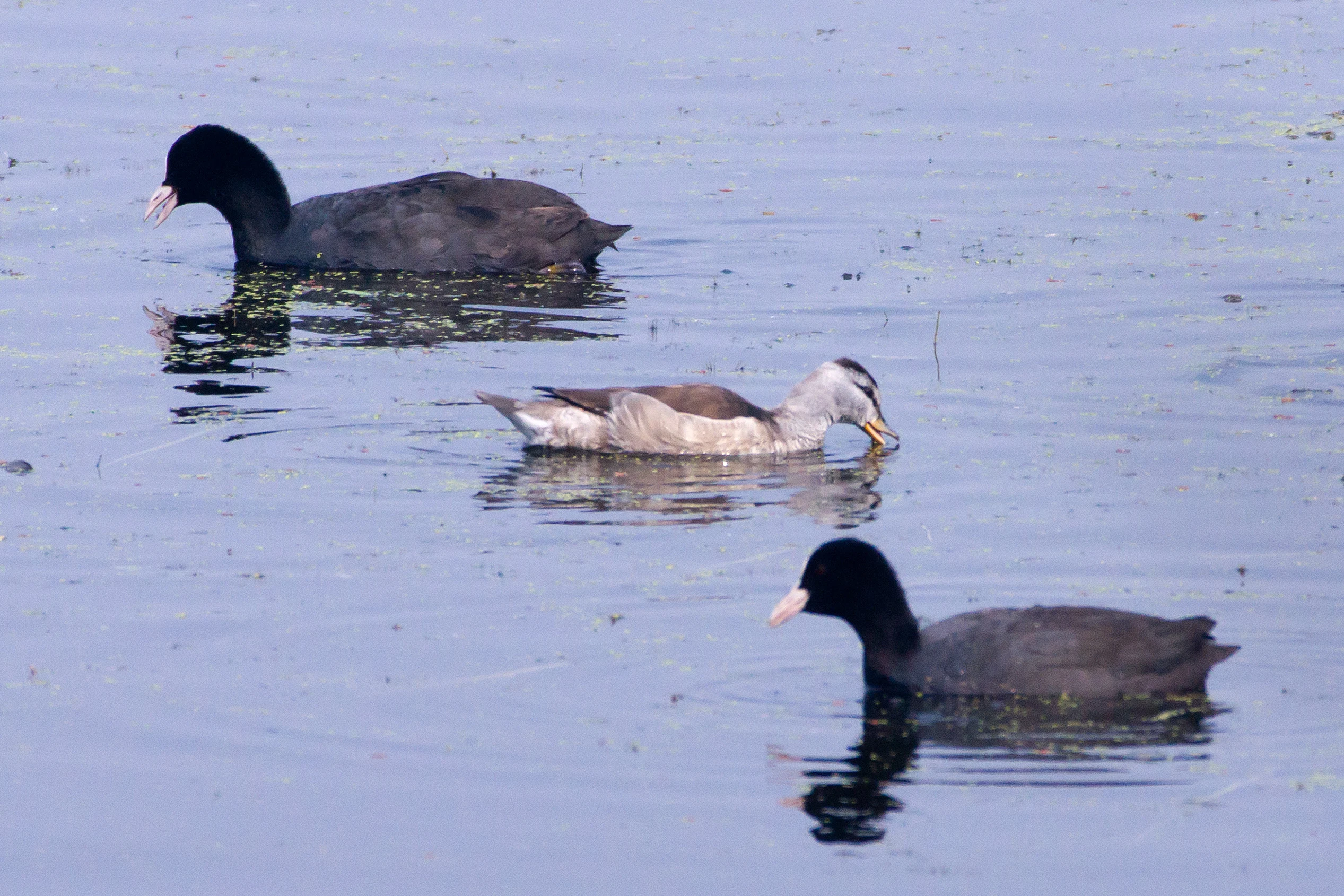 Cotton Pygmy Goose & Eurasian Coot, Keoladeo National Park, Rajasthan, India — photo by Jim Bennett