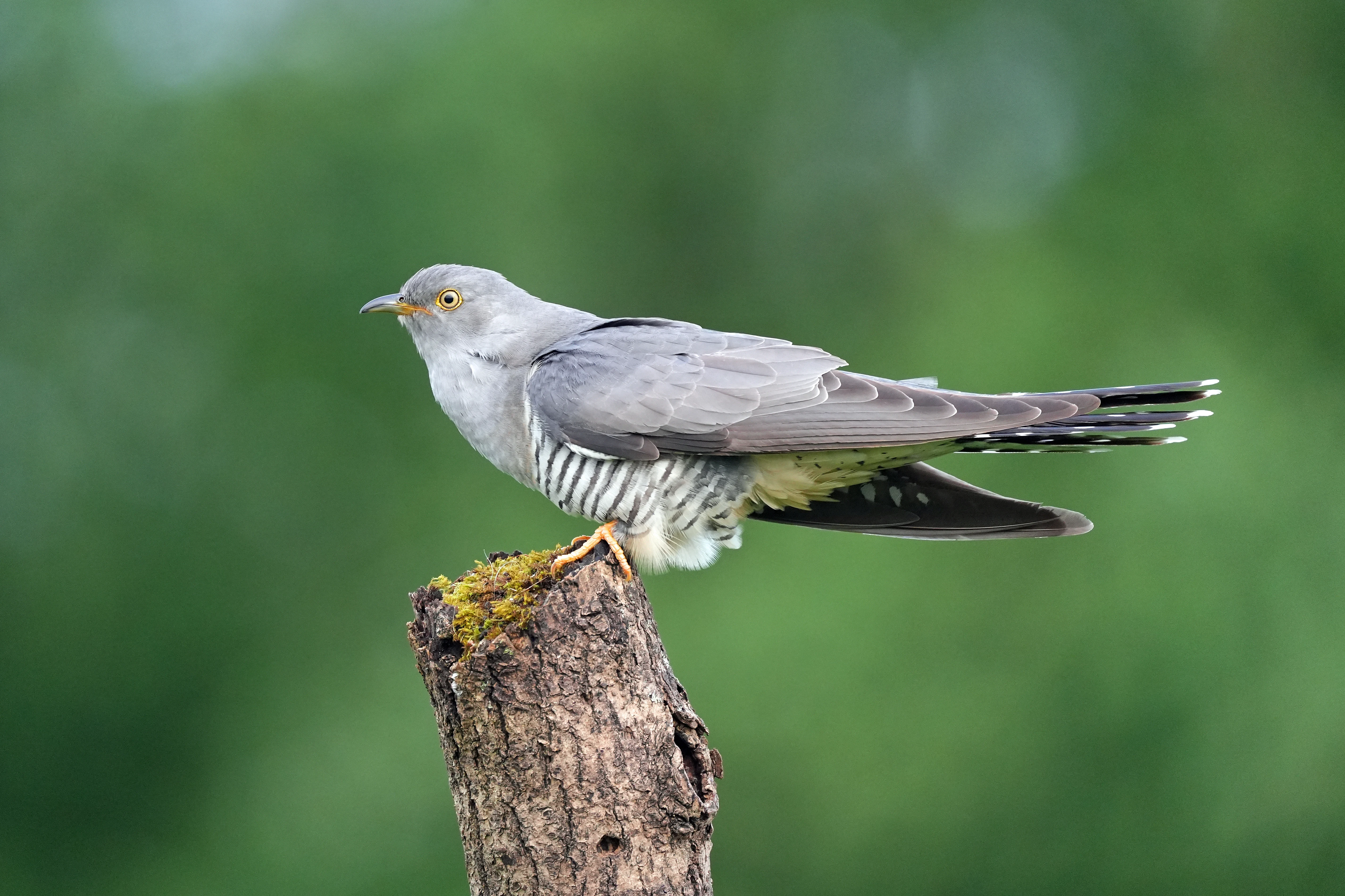 Cuckoo, near York, Yorkshire, UK — photo by Jim Bennett