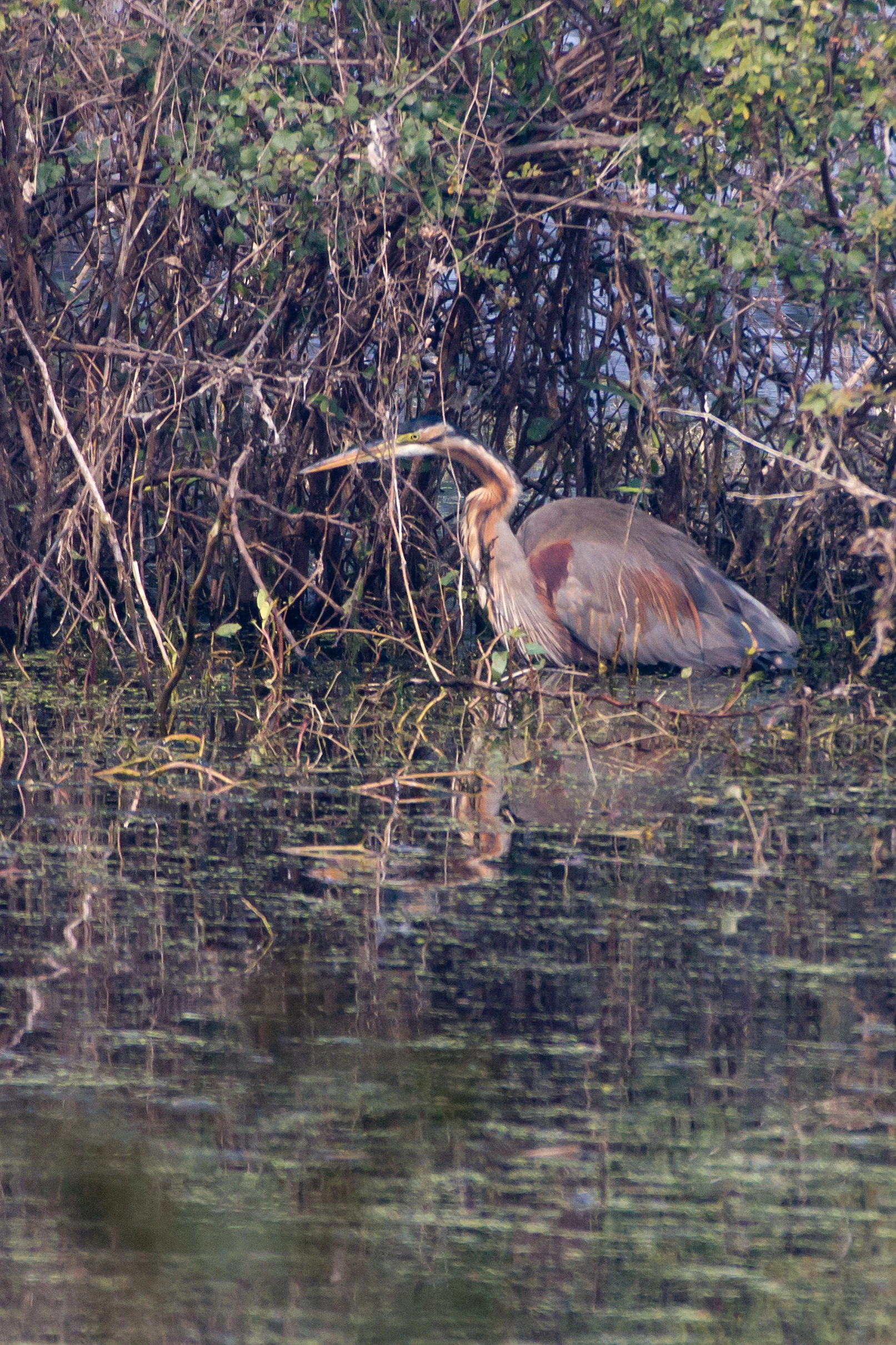 Purple Heron, Keoladeo National Park, Rajasthan, India — photo by Jim Bennett