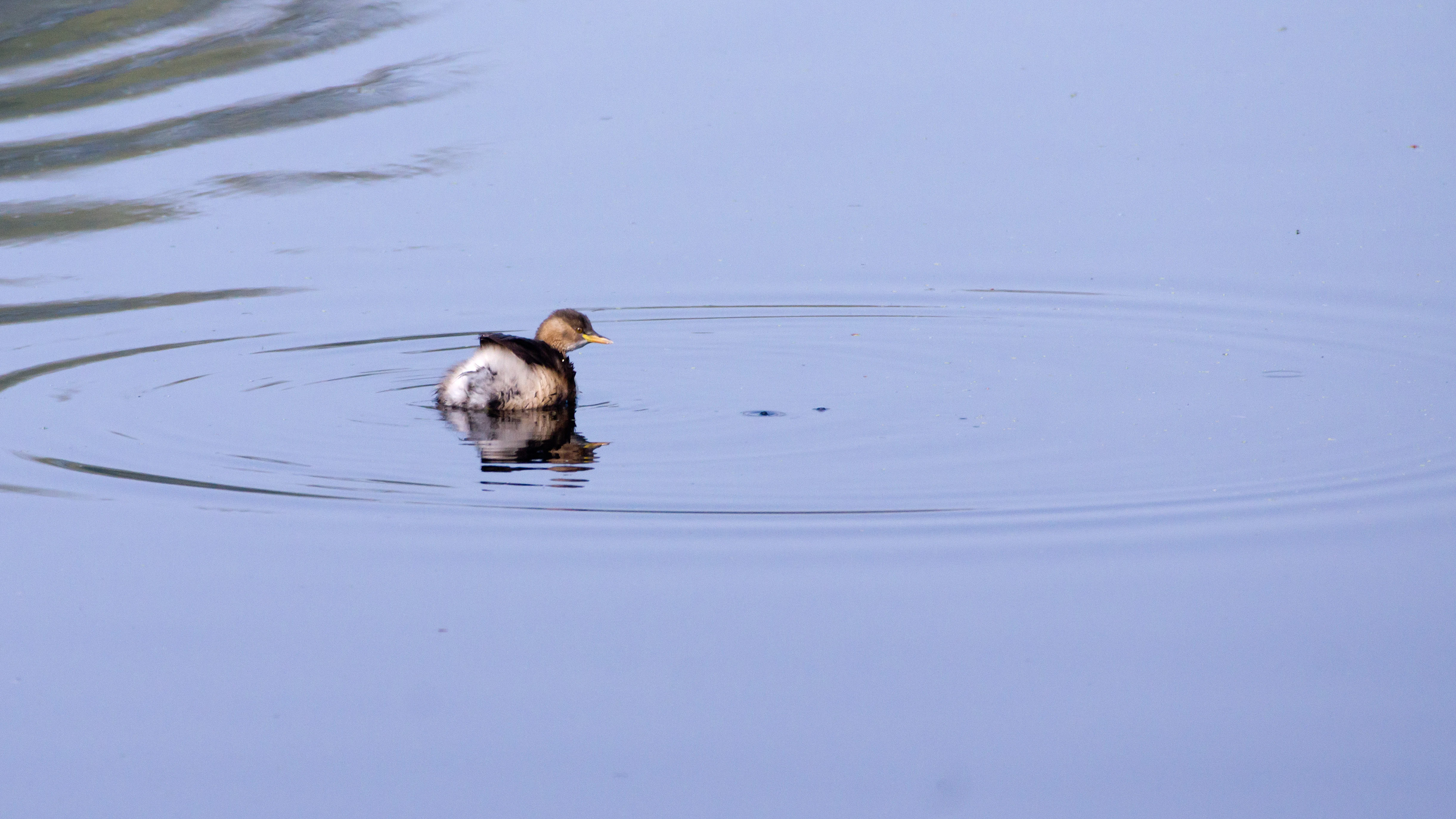 Little Grebe, Keoladeo National Park, Rajasthan, India — photo by Jim Bennett