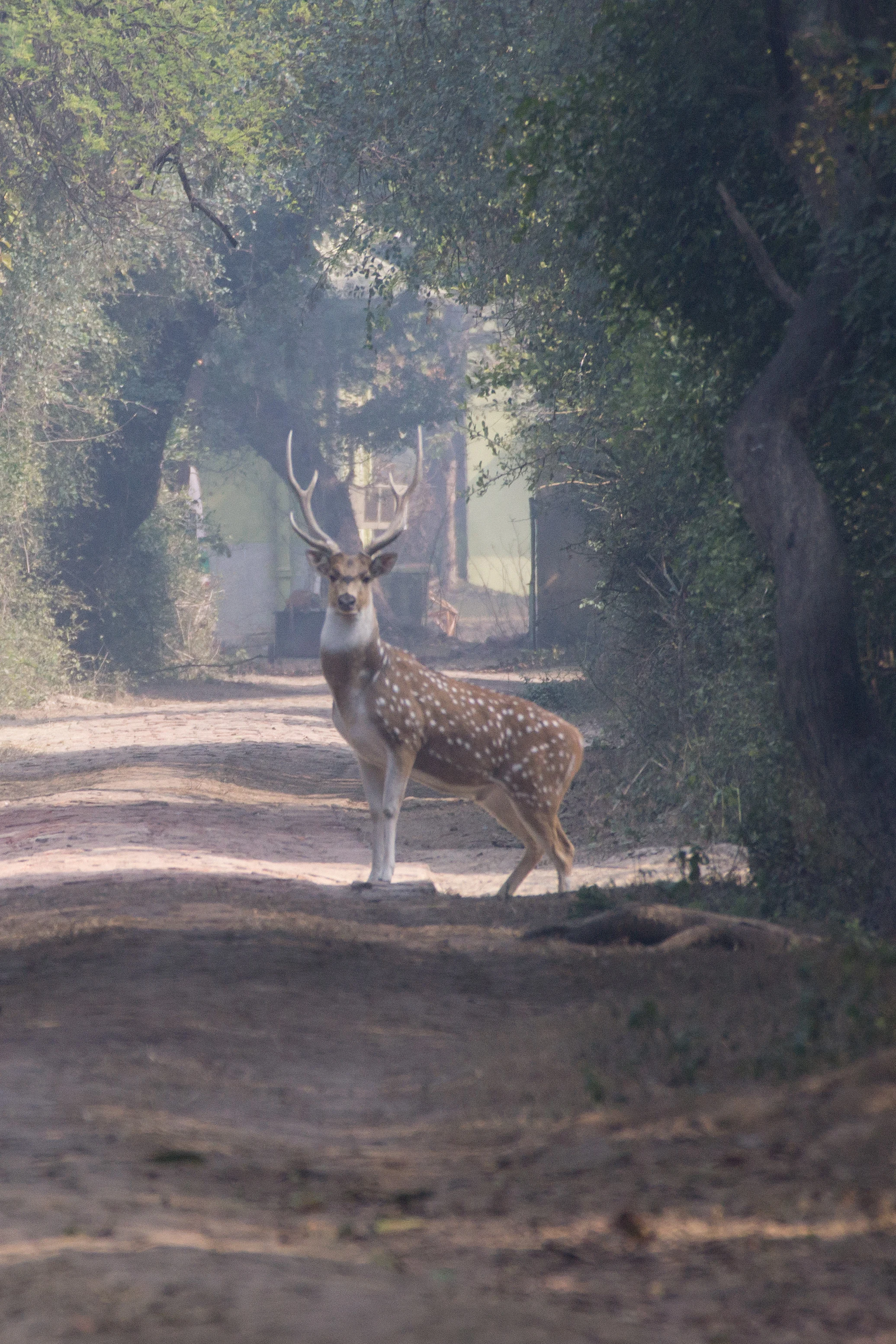 Chital (Spotted Deer), Keoladeo National Park, Rajasthan, India — photo by Jim Bennett