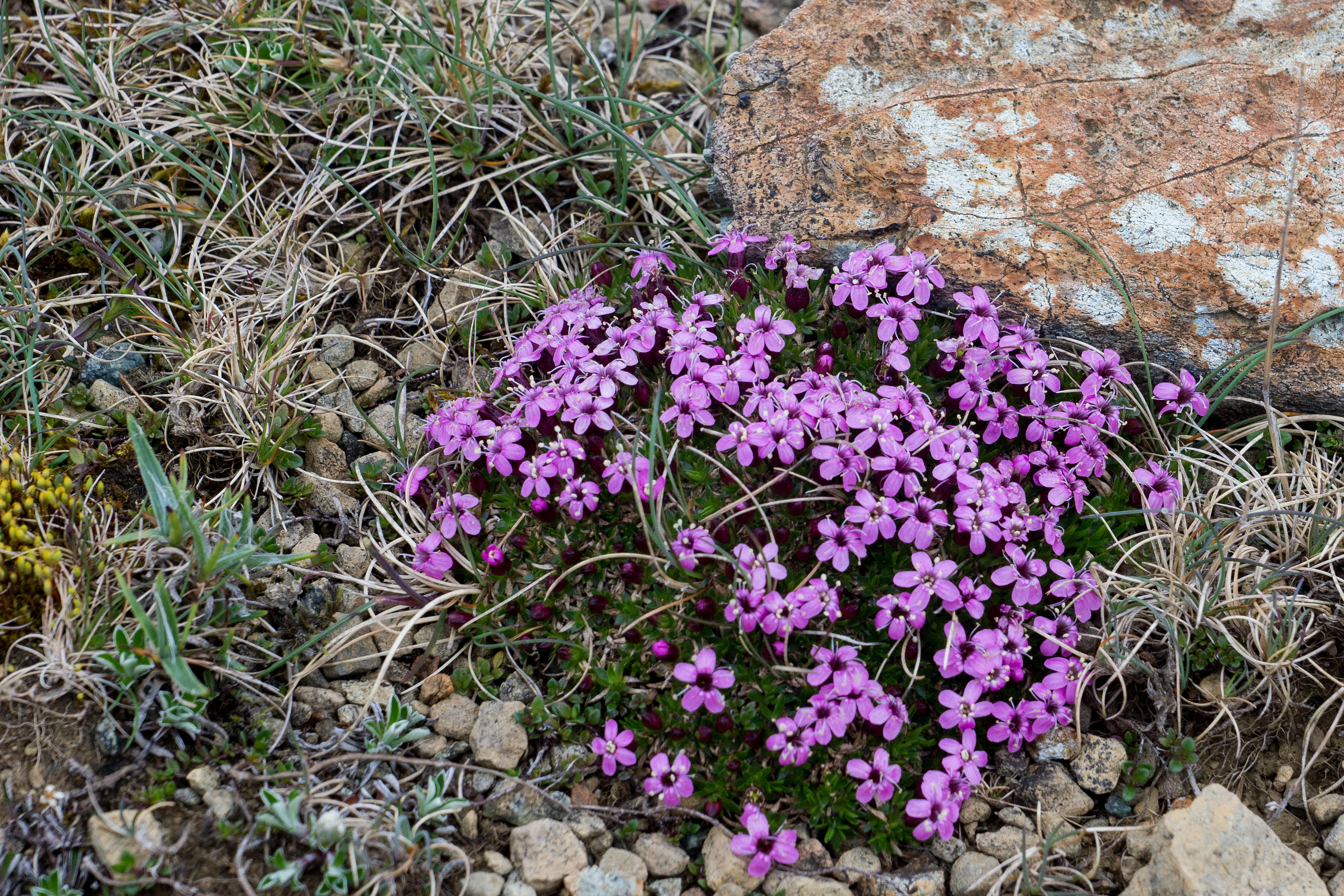 Cushion Campion, Keen of Hamar, Unst, UK — photo by Jim Bennett