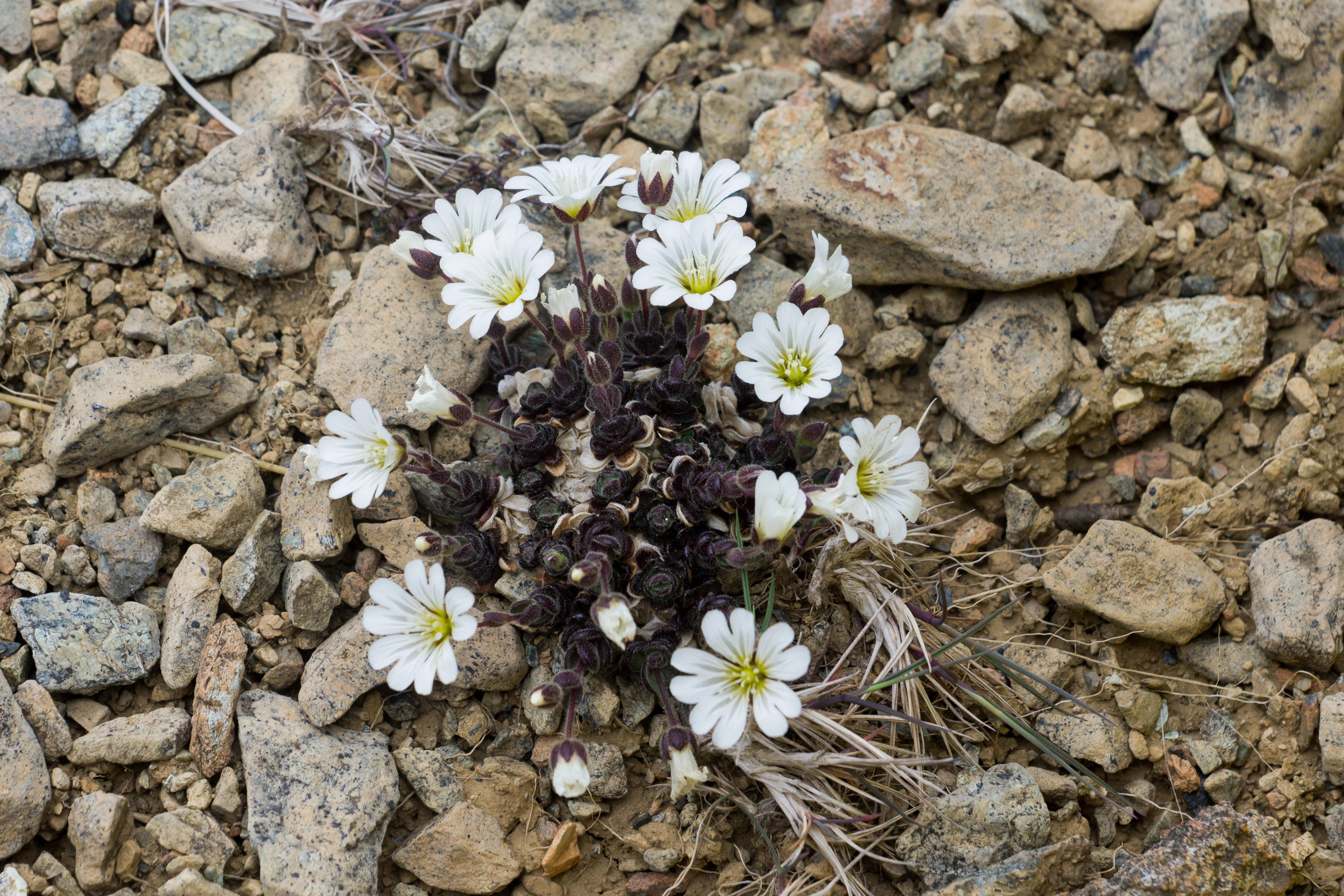 A rare Chickweed, Keen of Hamar, Unst, UK — photo by Jim Bennett