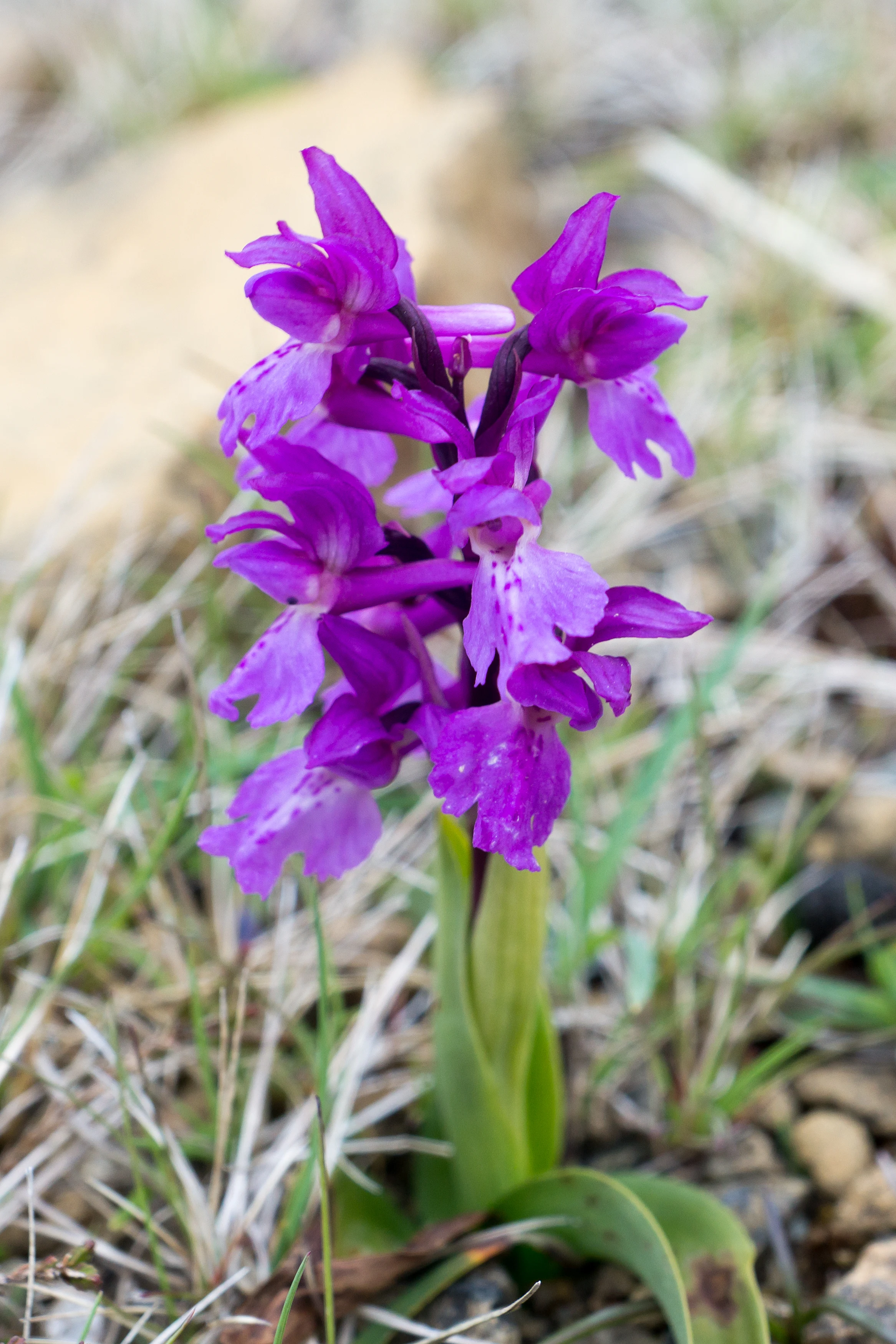 Spotted Orchid, Keen of Hamar, Unst, UK — photo by Jim Bennett