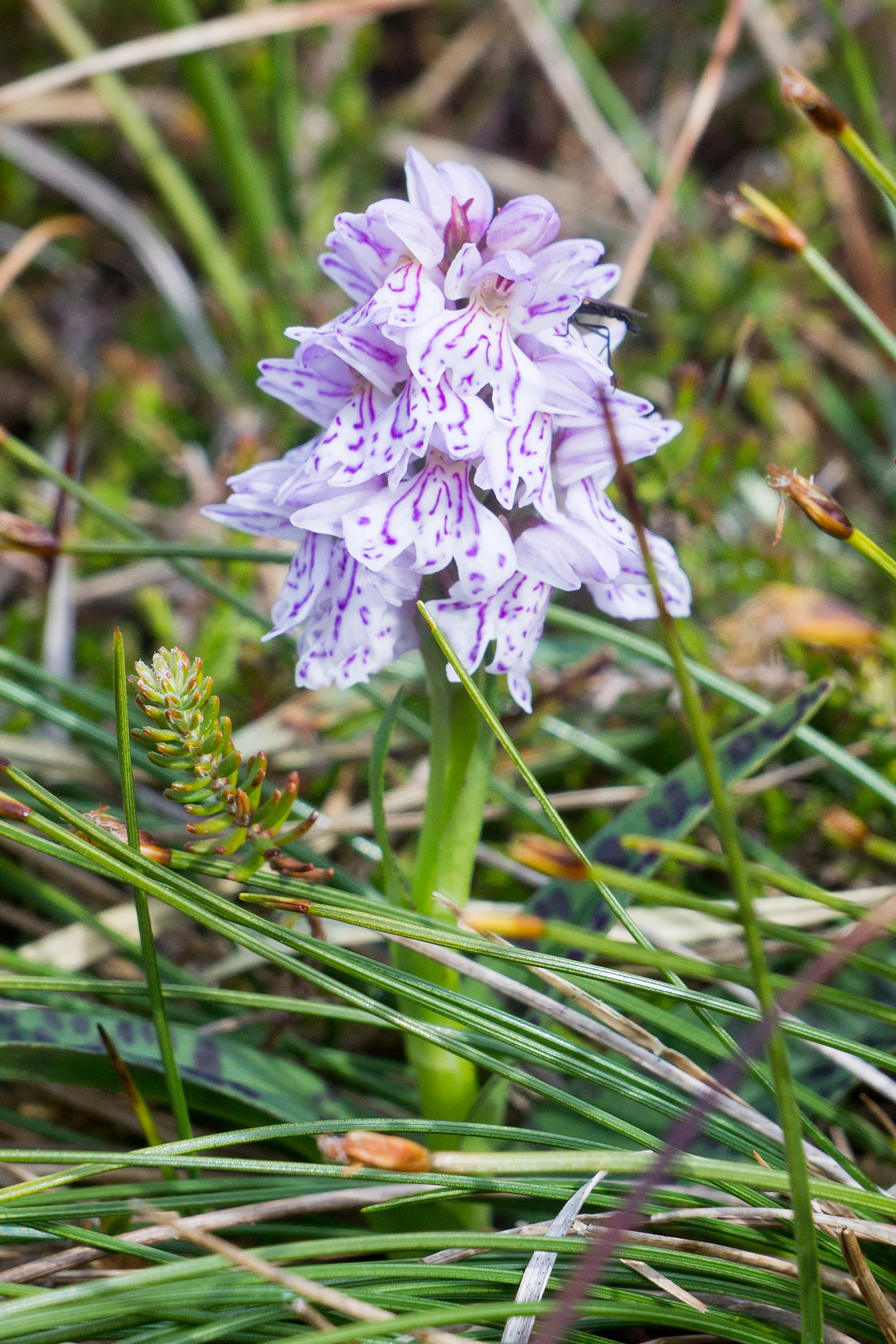 Marsh Orchid, Hermaness, Unst, UK — photo by Jim Bennett