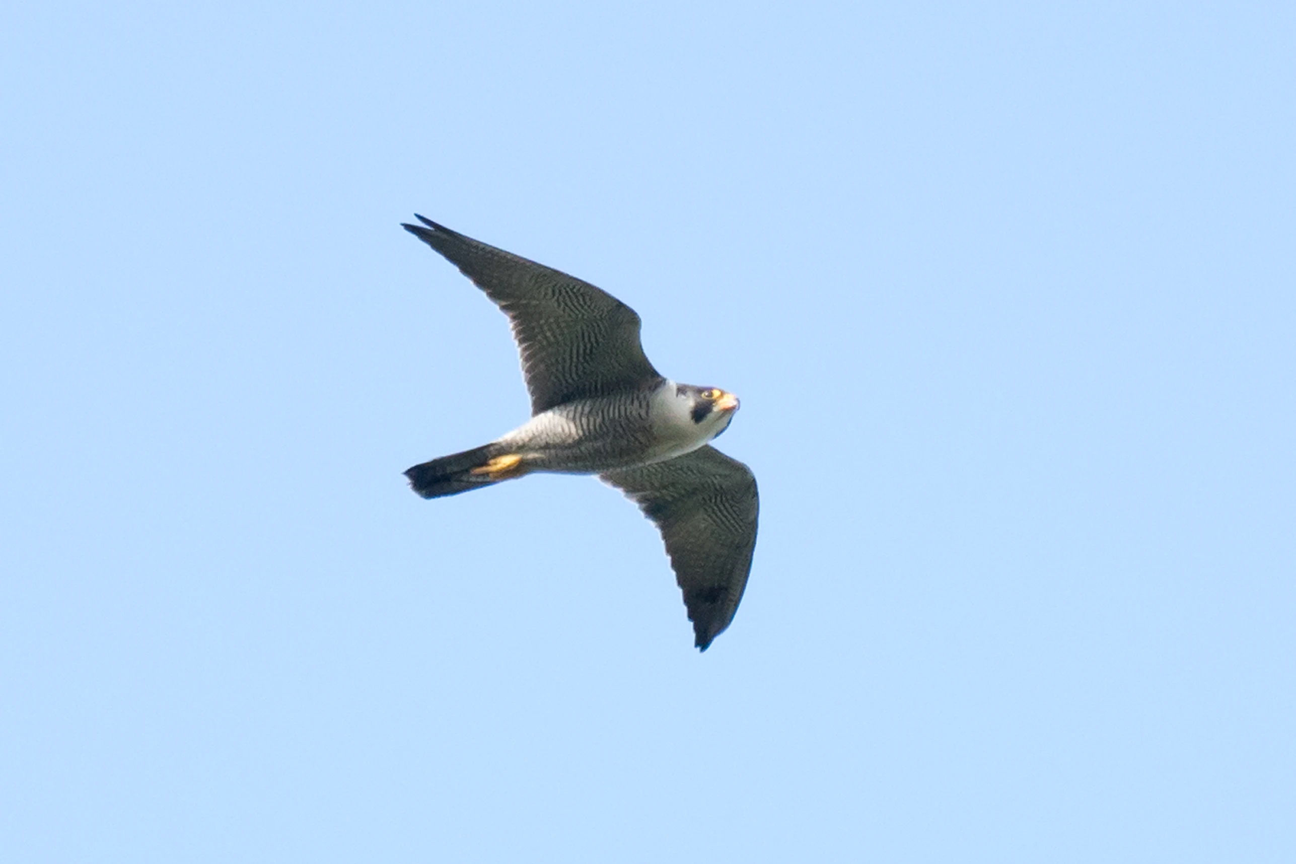Peregrine Falcon, Sutton Courtenay, Oxfordshire, UK — photo by Jim Bennett
