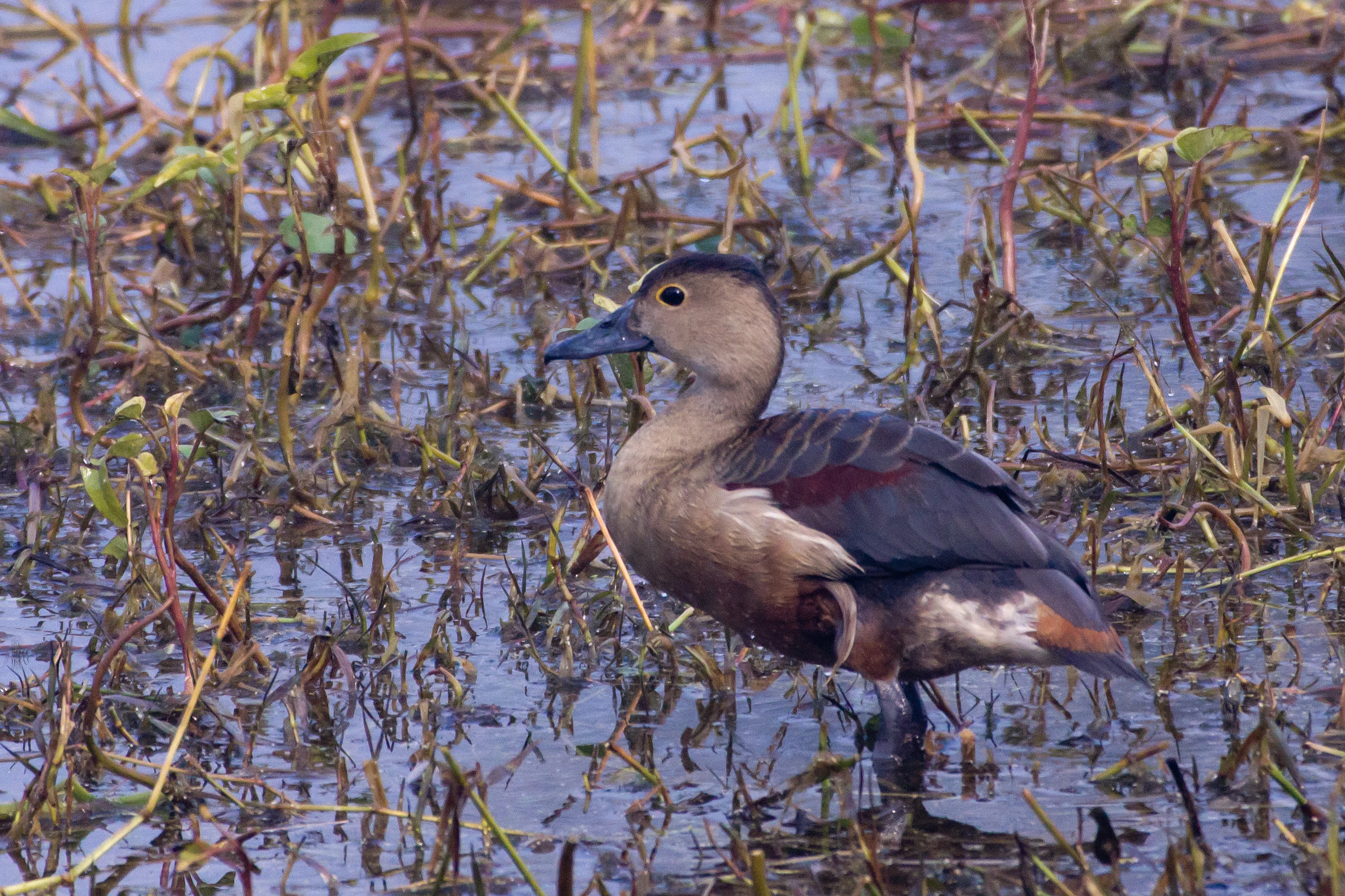 Lesser Whistling Duck, Keoladeo National Park, Rajasthan, India — photo by Jim Bennett