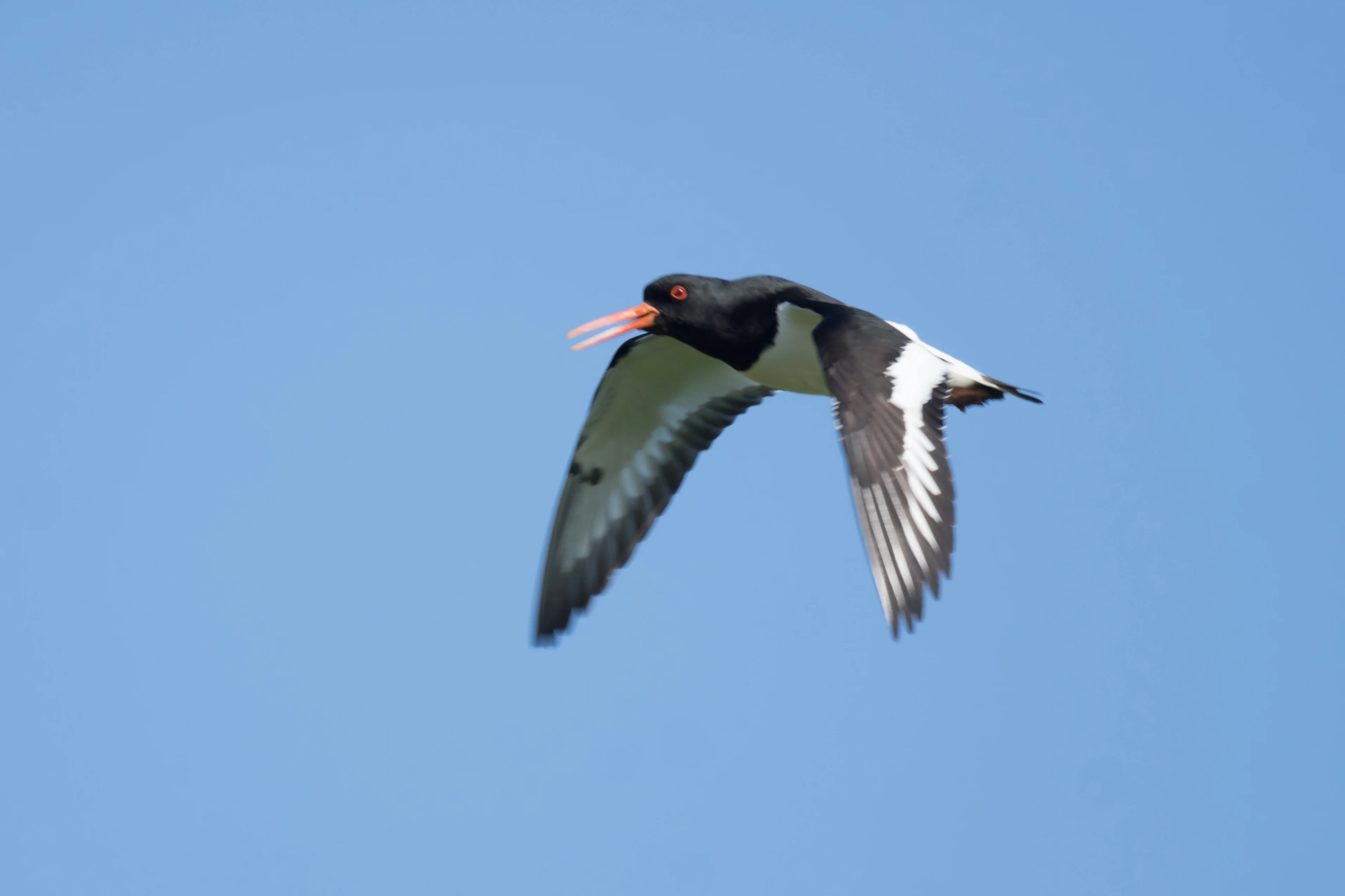Oystercatcher, Shetland, UK — photo by Jim Bennett