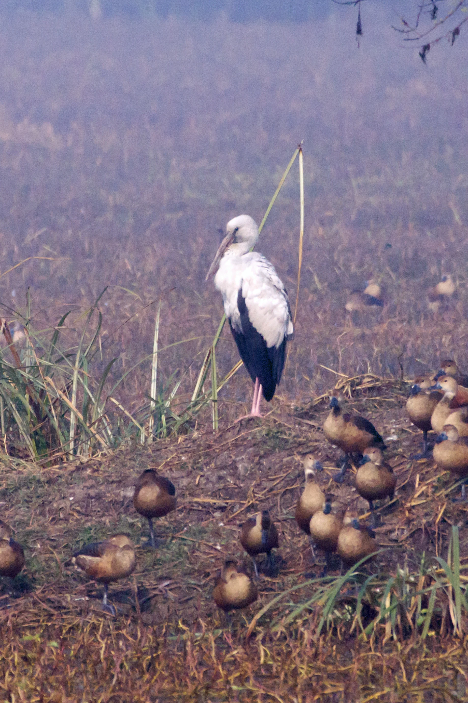 White Stork, Keoladeo National Park, Rajasthan, India — photo by Jim Bennett
