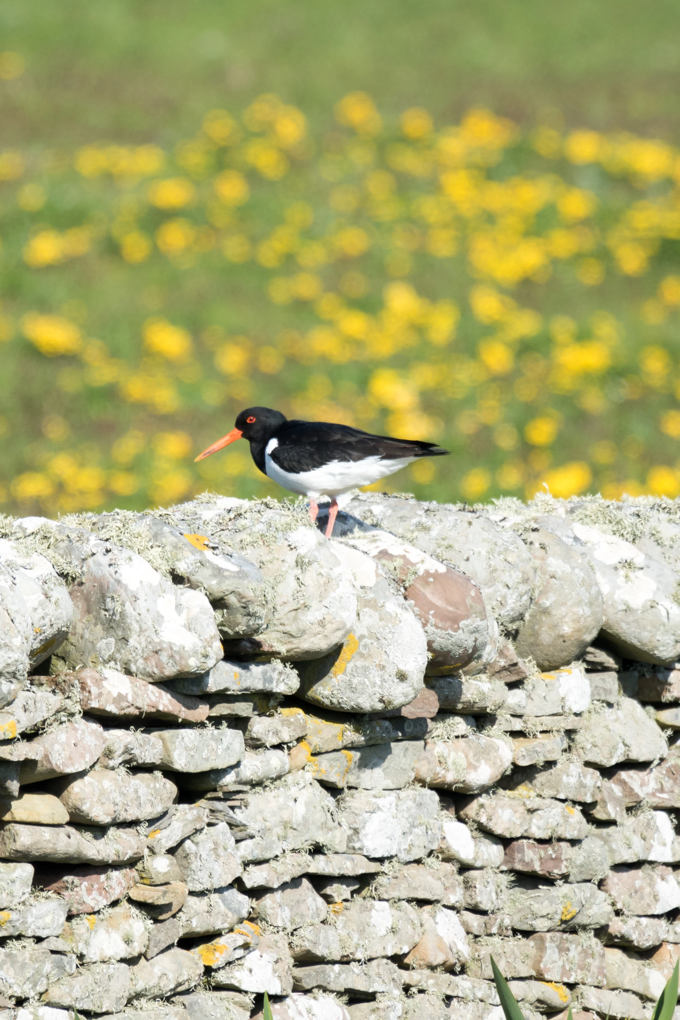 Oystercatcher, Shetland, UK — photo by Jim Bennett