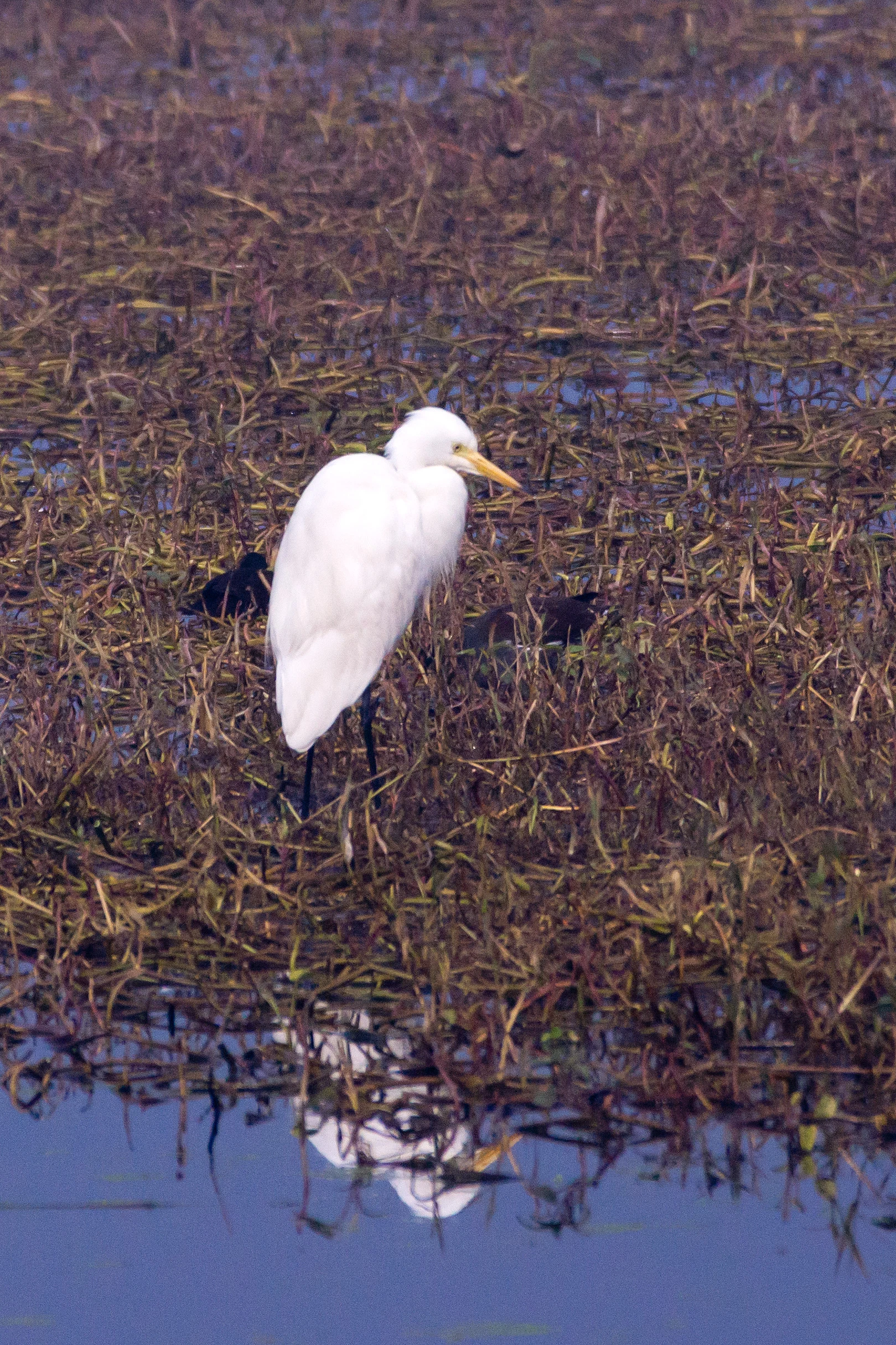 Intermediate Egret, Keoladeo National Park, Rajasthan, India — photo by Jim Bennett