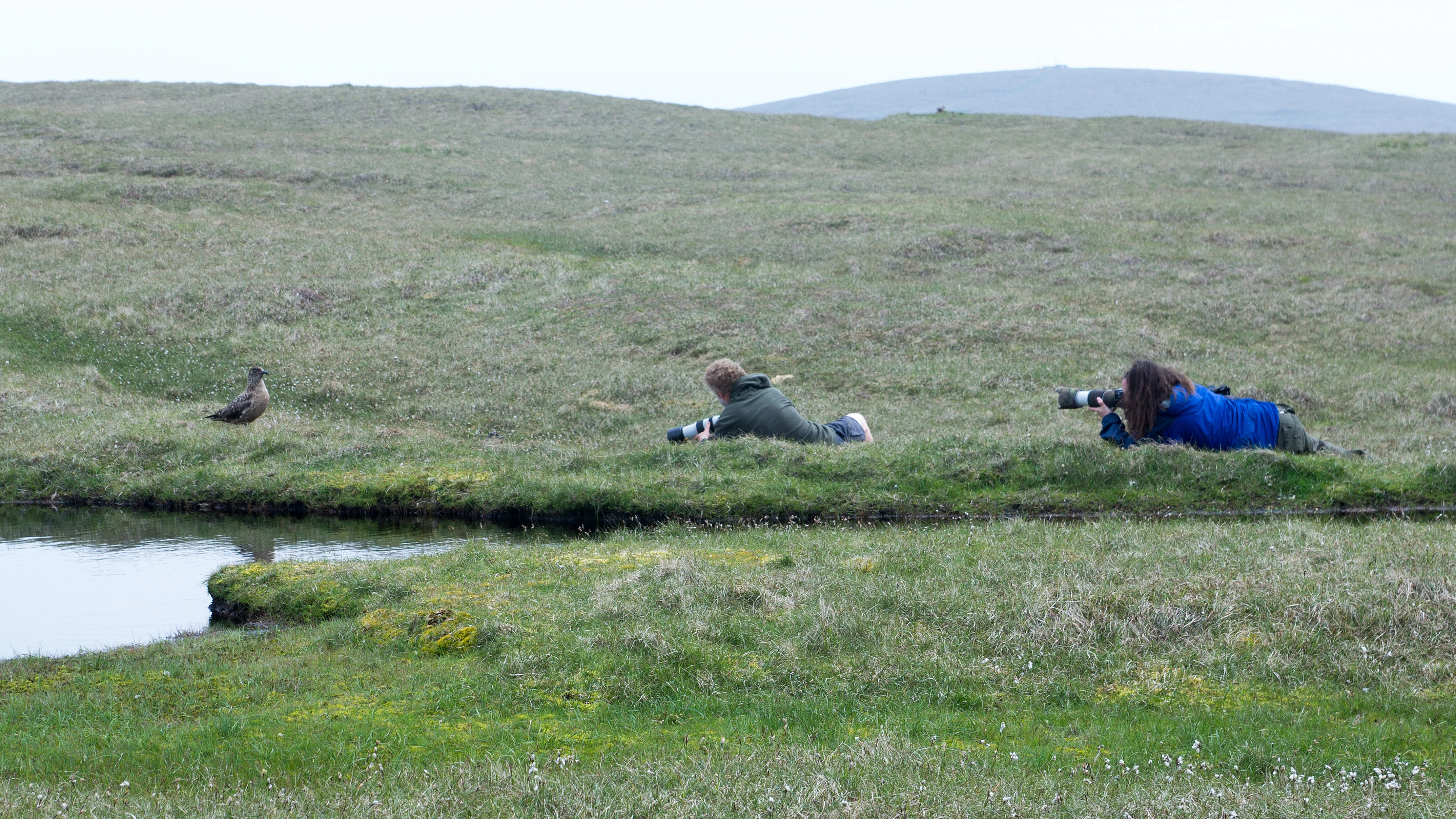Photographing Great Skuas, Hermaness, Unst, UK — photo by Jim Bennett