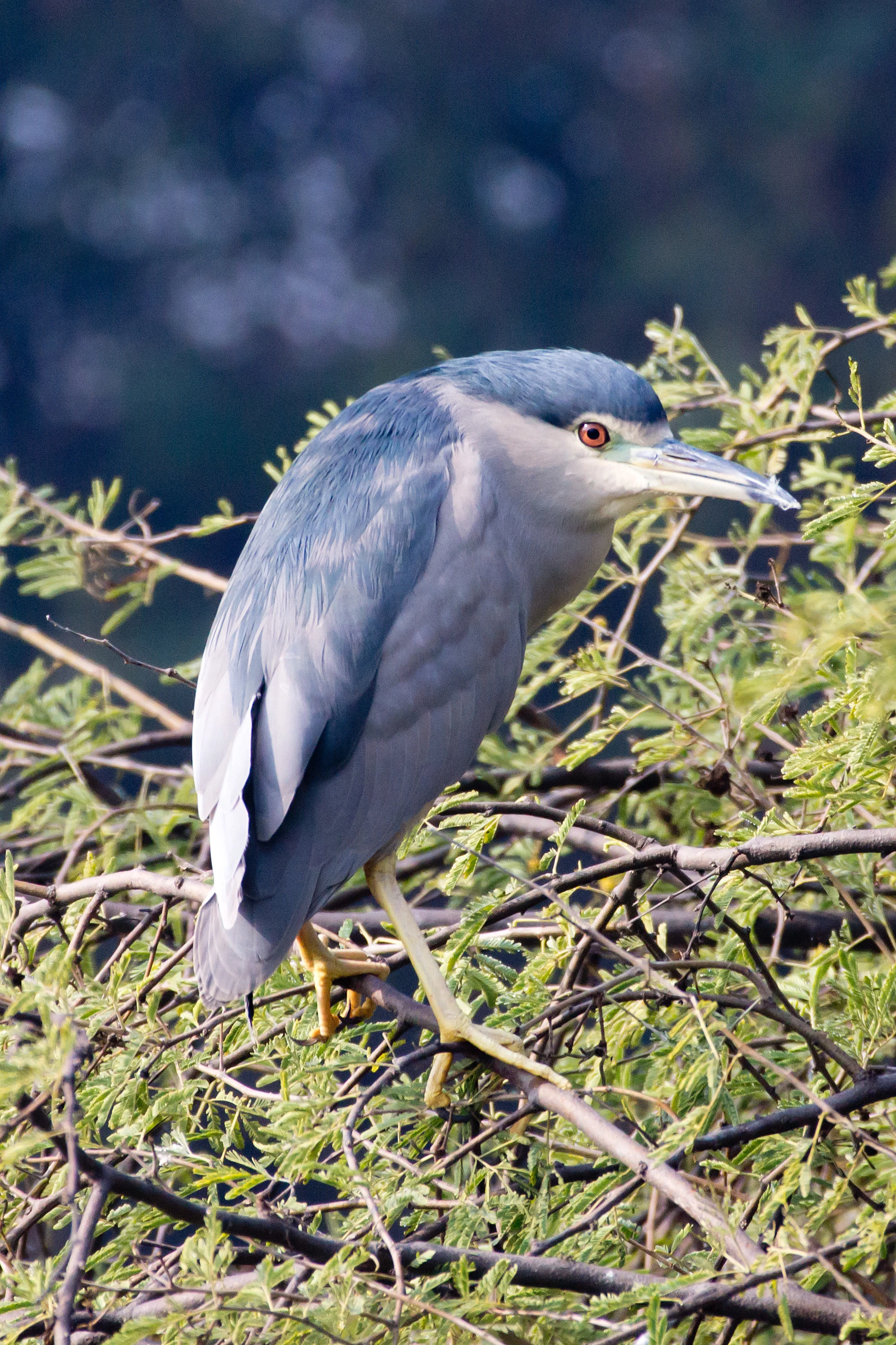 Black-crowned Night Heron, Keoladeo National Park, Rajasthan, India — photo by Jim Bennett