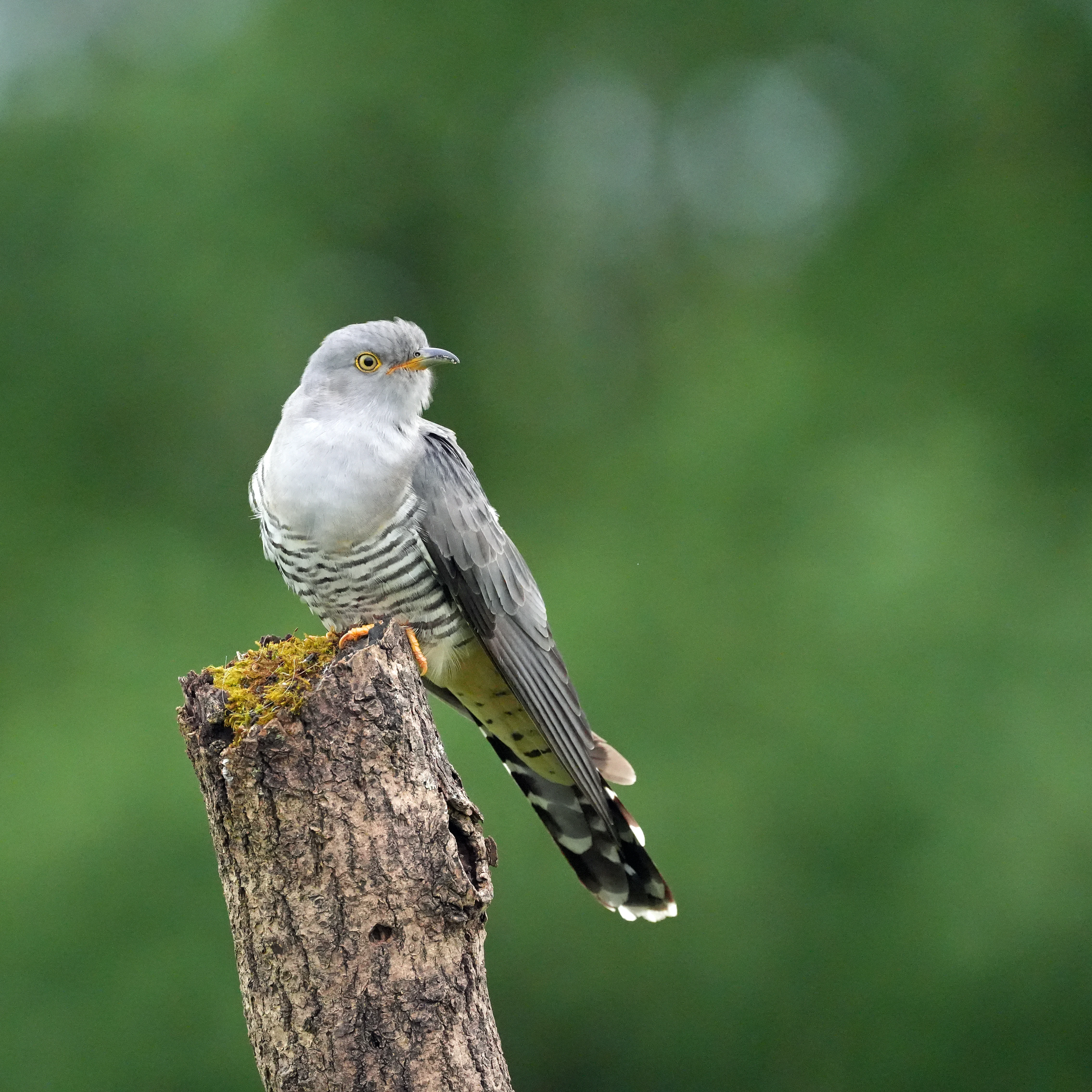 Cuckoo, near York, Yorkshire, UK — photo by Jim Bennett