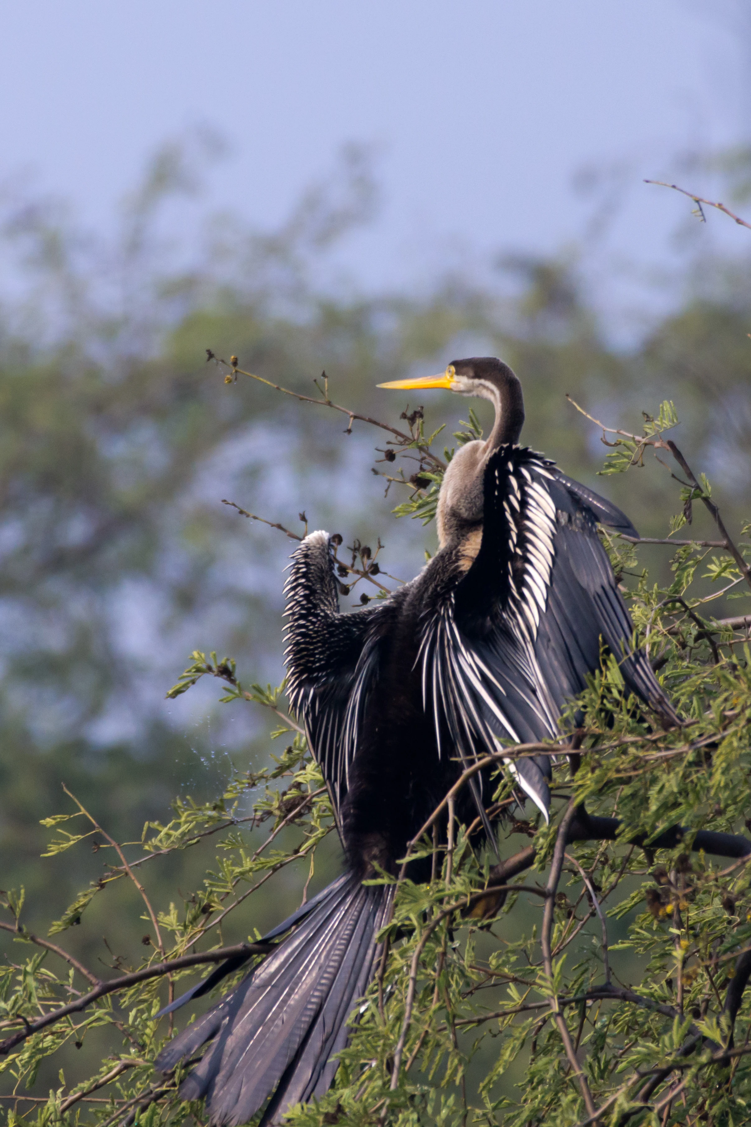 Darter (Snake Bird), Keoladeo National Park, Rajasthan, India — photo by Jim Bennett