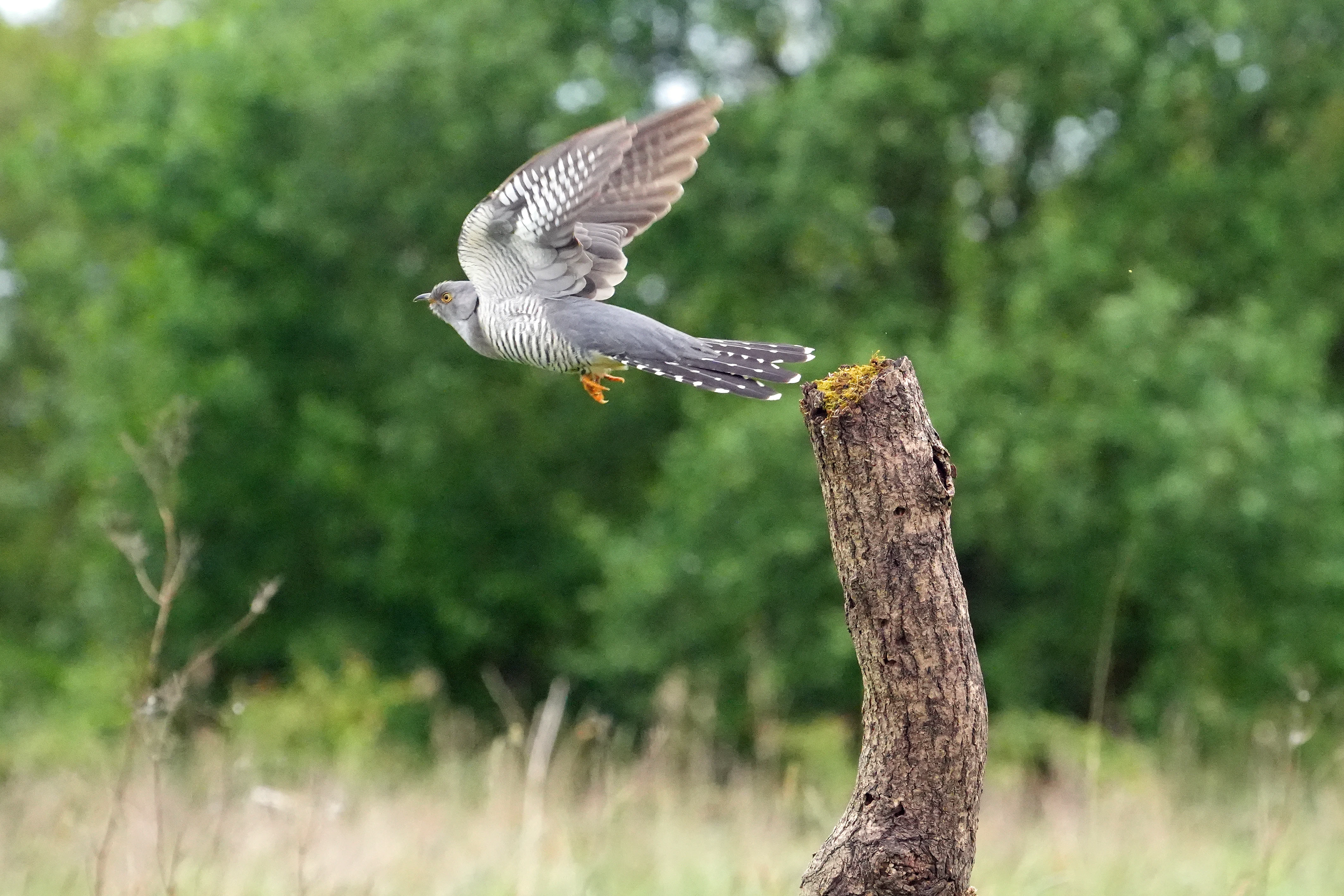 Cuckoo, Yorkshire, UK — photo by Jim Bennett