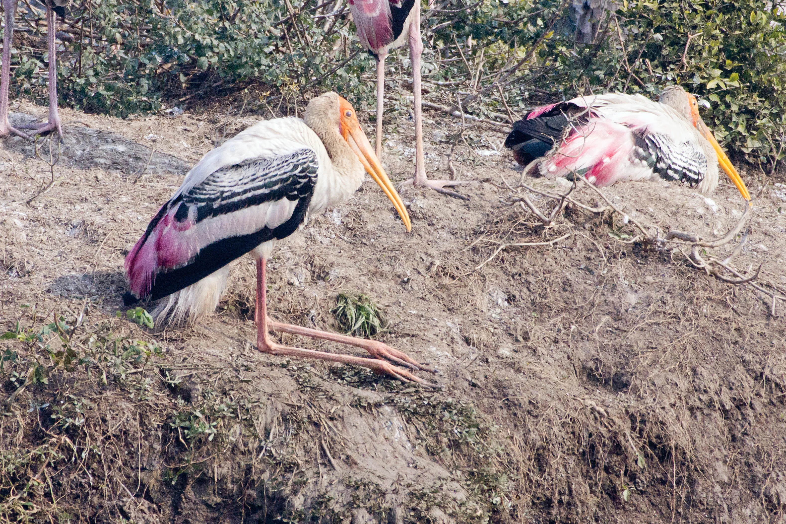 Painted Stork, Keoladeo National Park, Rajasthan, India — photo by Jim Bennett