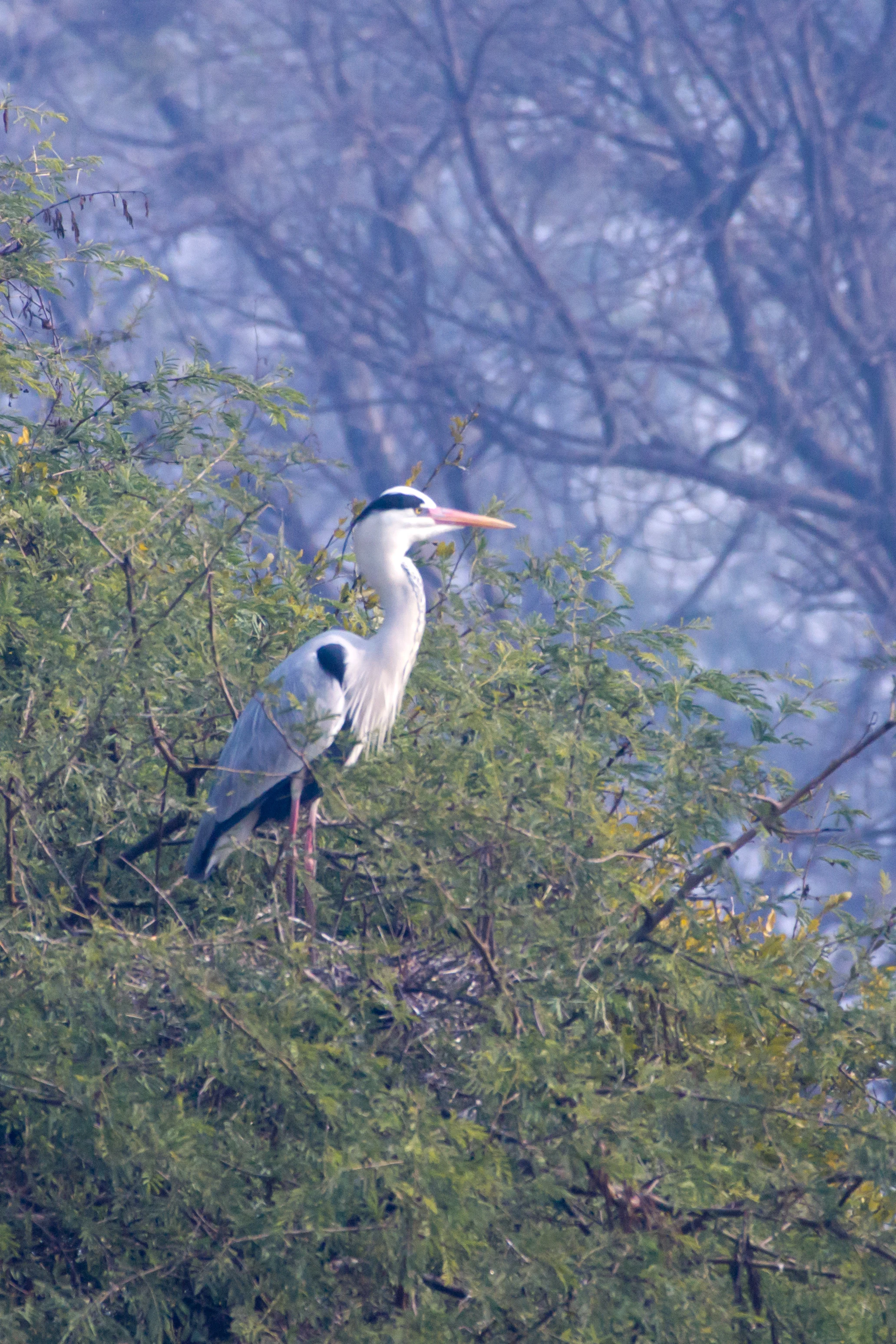 Grey Heron, Keoladeo National Park, Rajasthan, India — photo by Jim Bennett