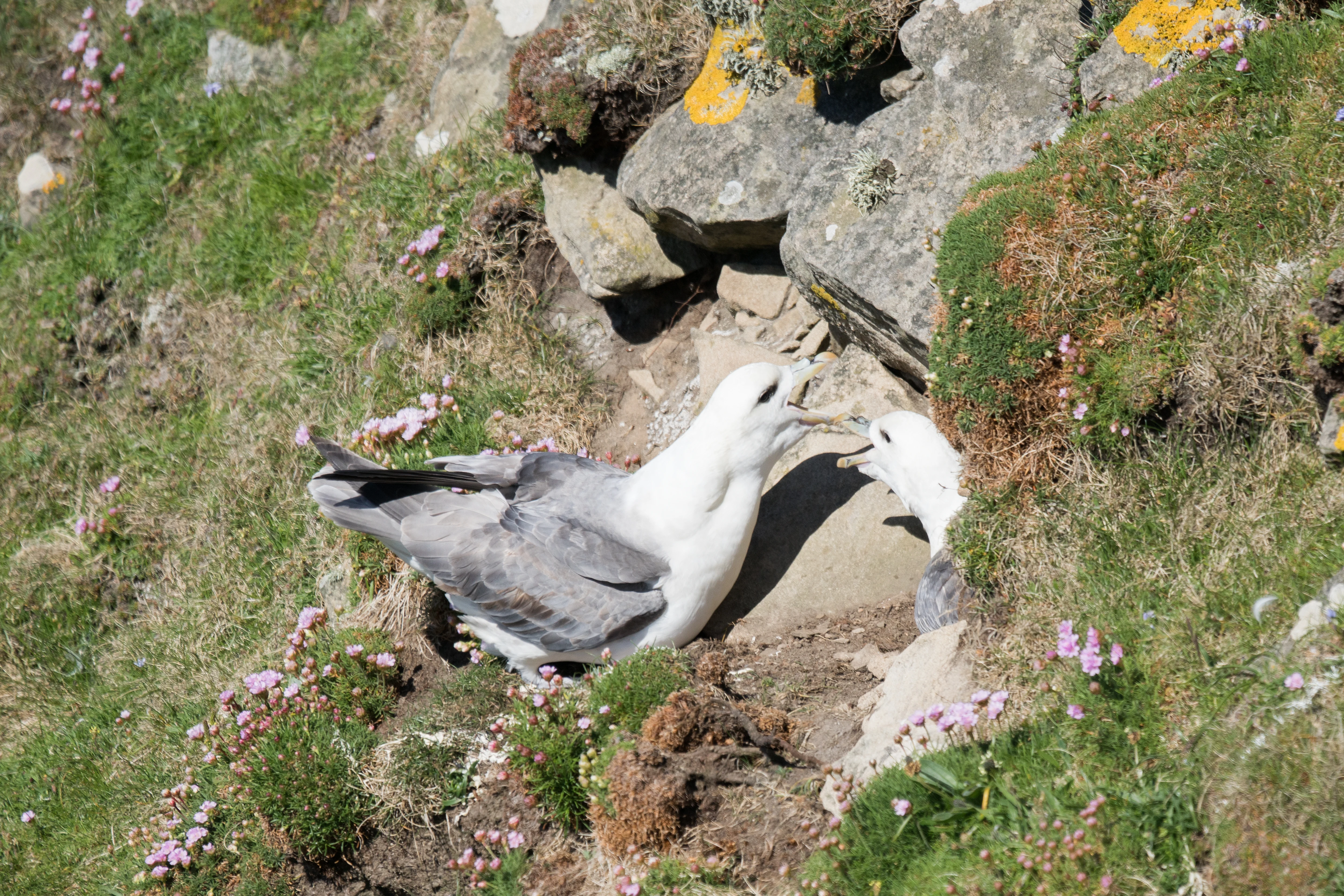 Fulmar at Sumburgh Head, Shetland, UK — photo by Jim Bennett