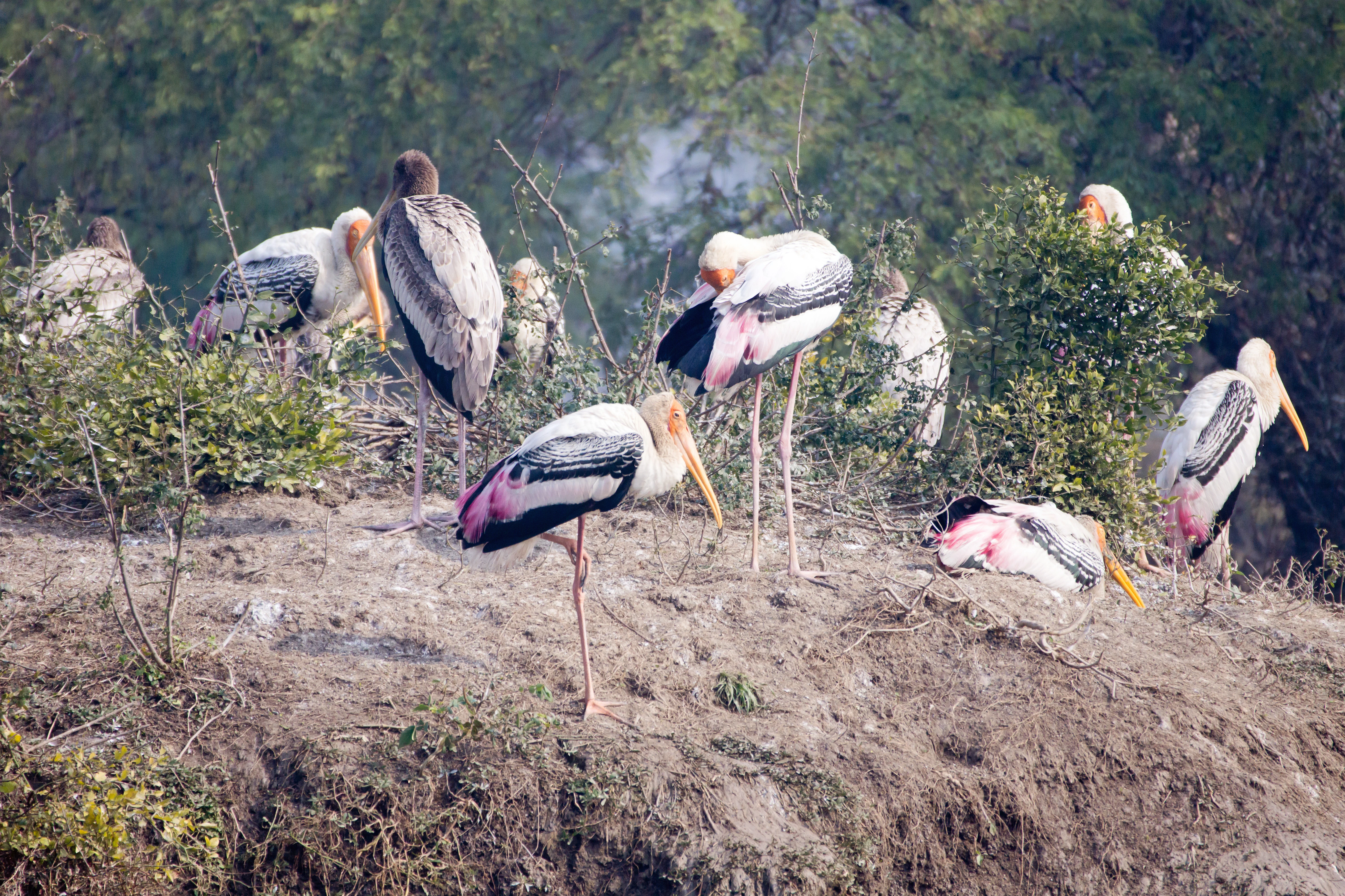 Painted Storks, Keoladeo National Park, Bharatpur, Rajasthan, India — photo by Jim Bennett
