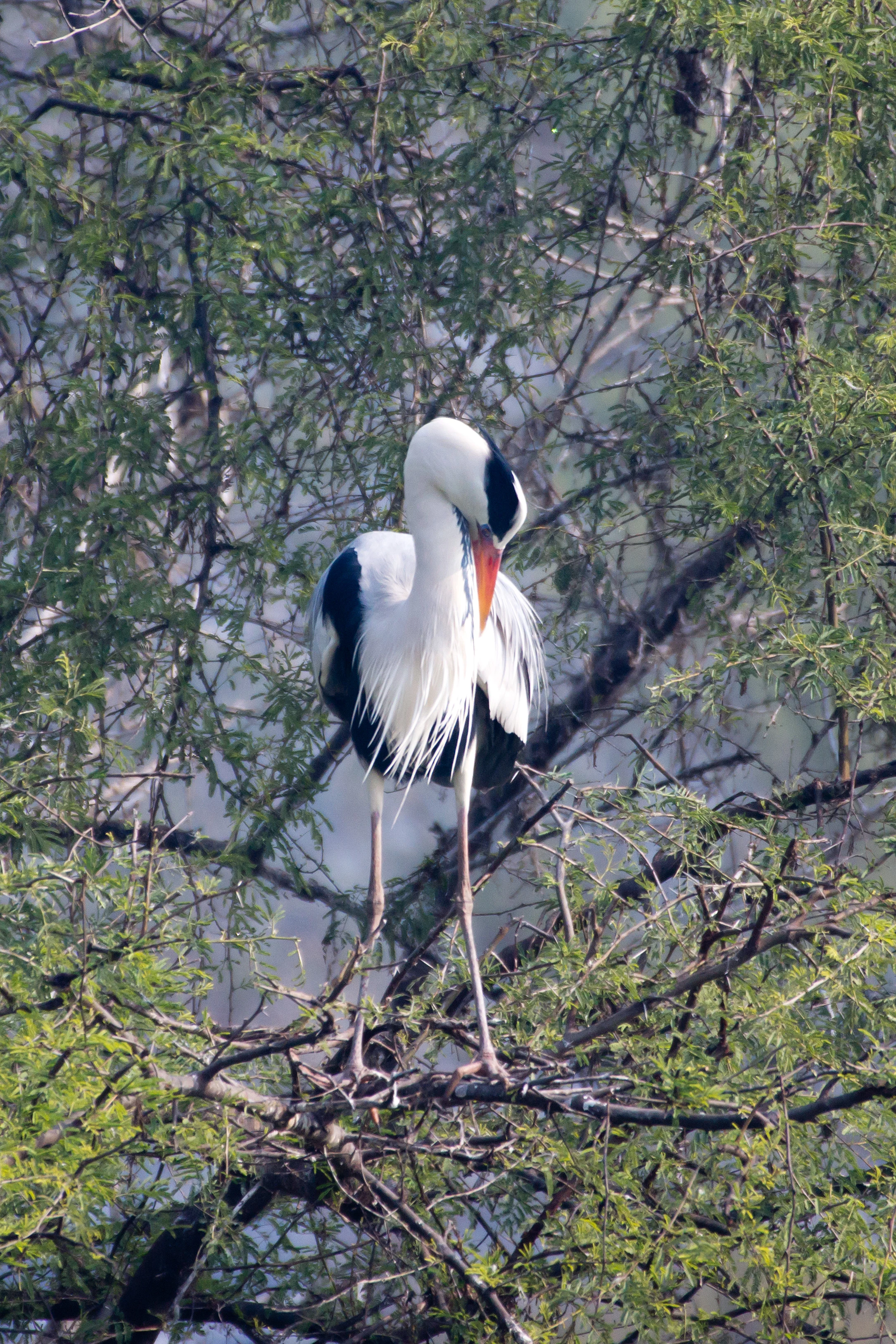 Grey Heron, Keoladeo National Park, Rajasthan, India — photo by Jim Bennett