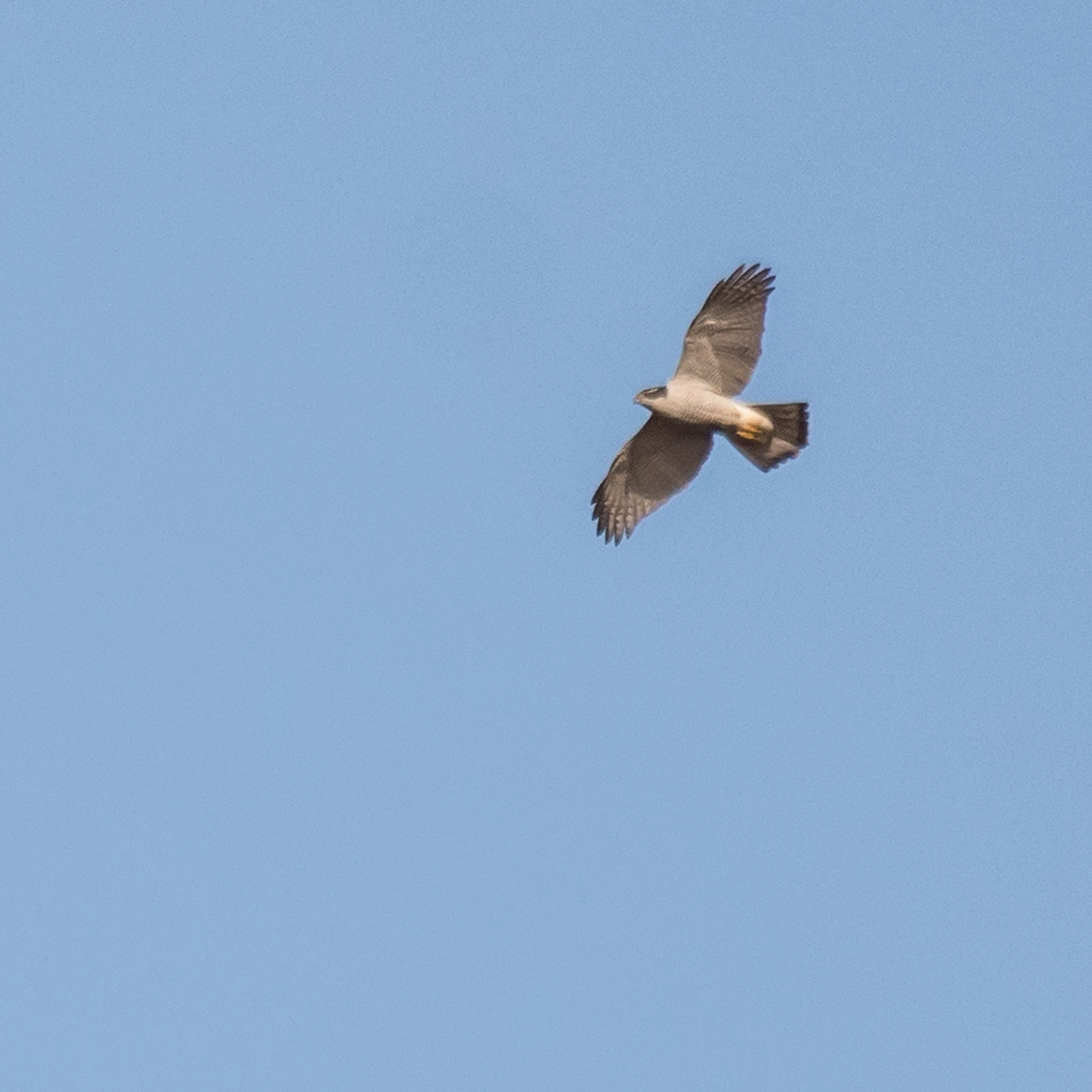 Goshawk, New Forest, UK — photo by Jim Bennett