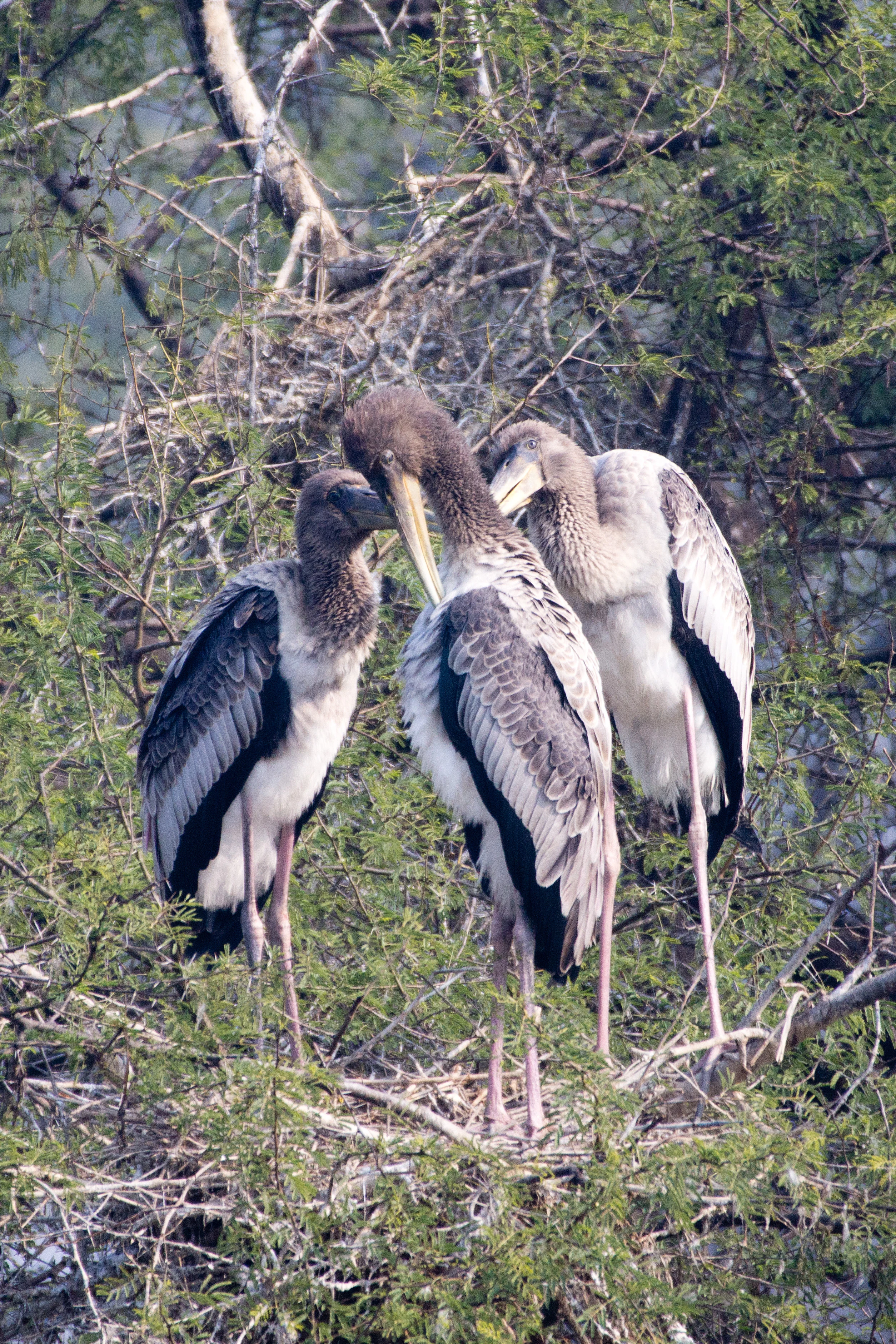 juvenile Painted Storks, Keoladeo National Park, Rajasthan, India — photo by Jim Bennett