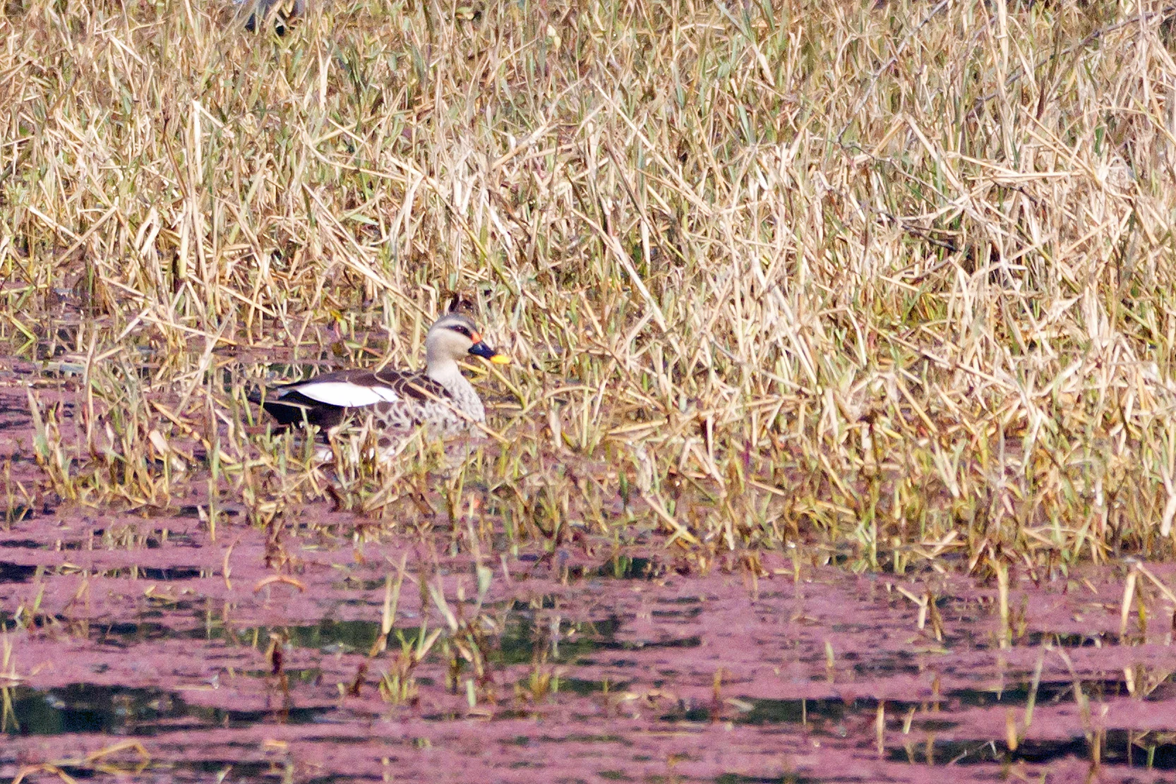 Indian Spot-billed Duck, Keoladeo National Park, Rajasthan, India — photo by Jim Bennett