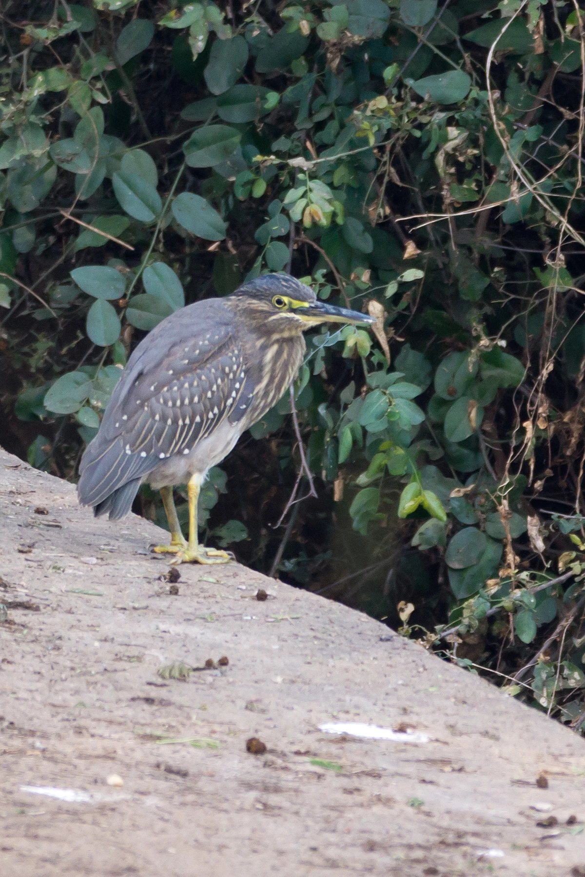 juvenile Striated Heron (Little Heron), Keoladeo National Park, Rajasthan, India — photo by Jim Bennett
