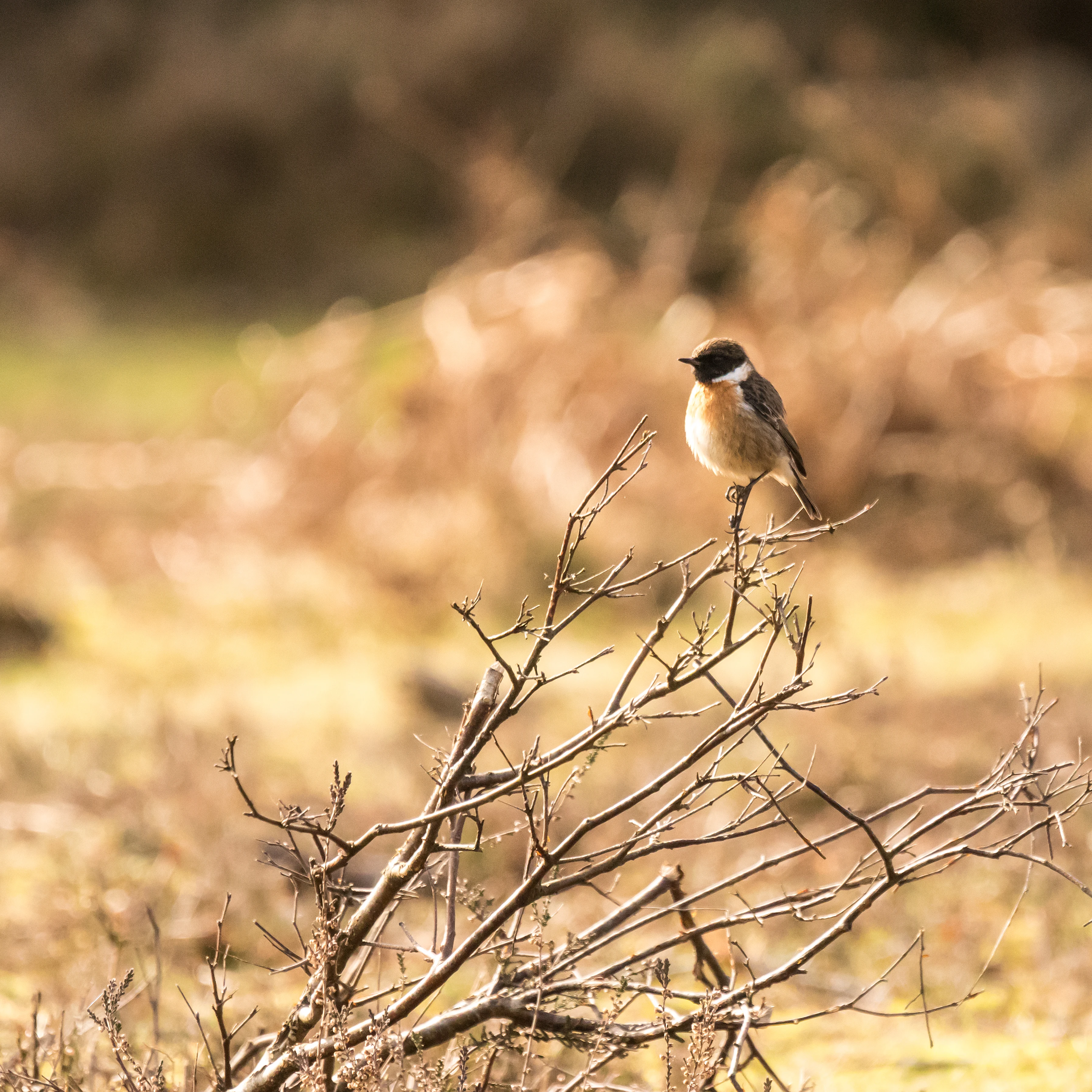 Stonechat, New Forest, UK — photo by Jim Bennett