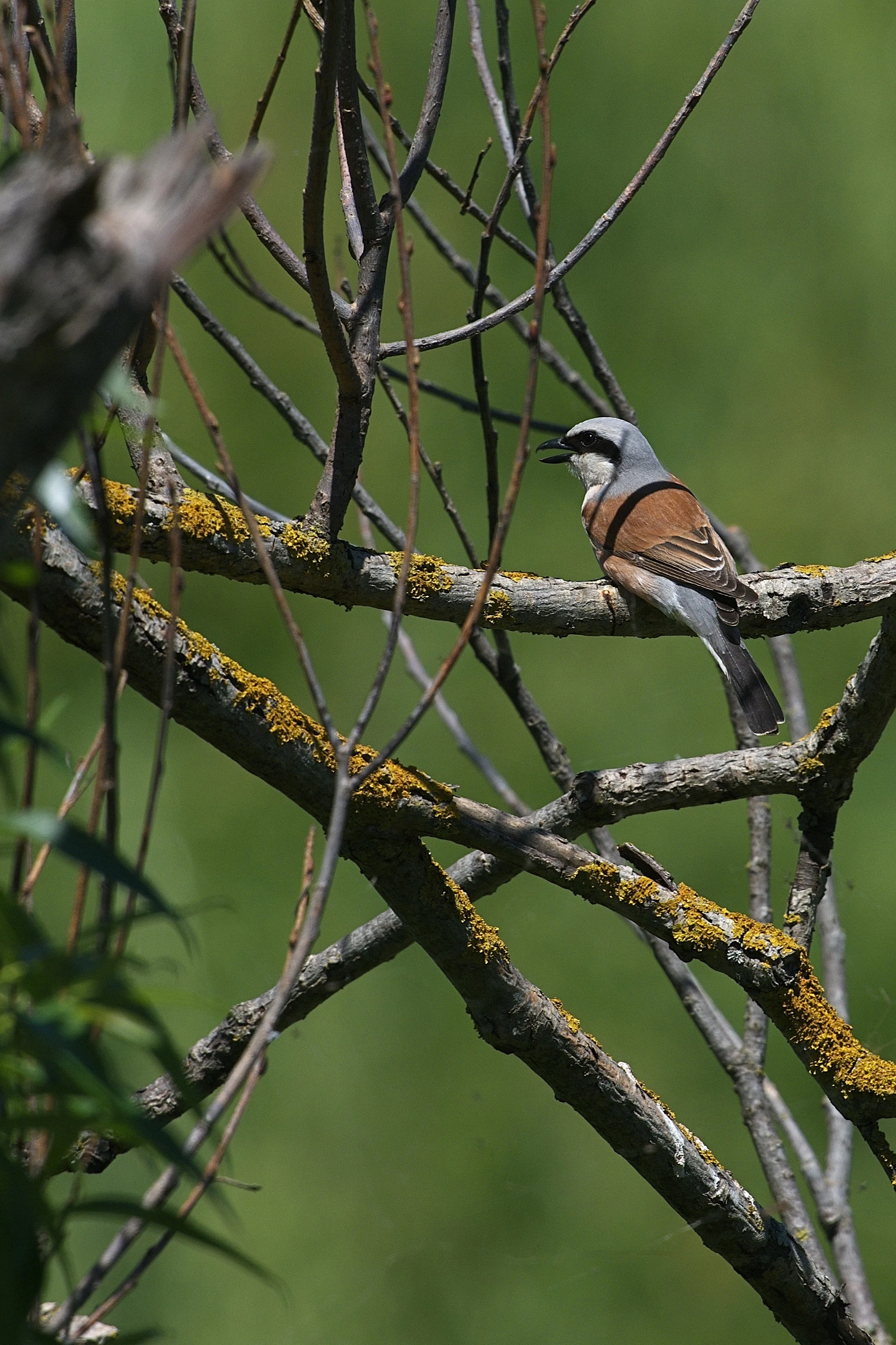 Red-backed Shrike, Celic-Dere Monastery, Romania — photo by Jim Bennett