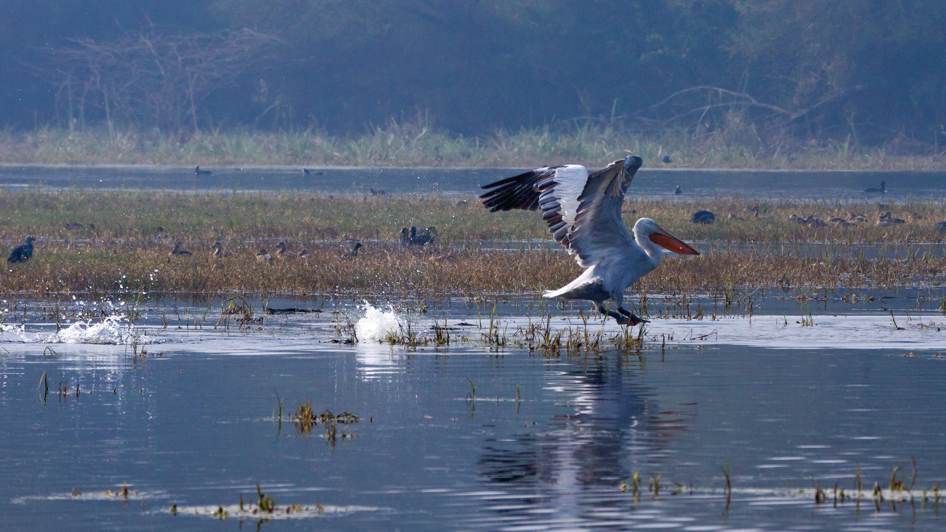 Great White Pelican, Keoladeo National Park, Rajasthan, India — photo by Jim Bennett