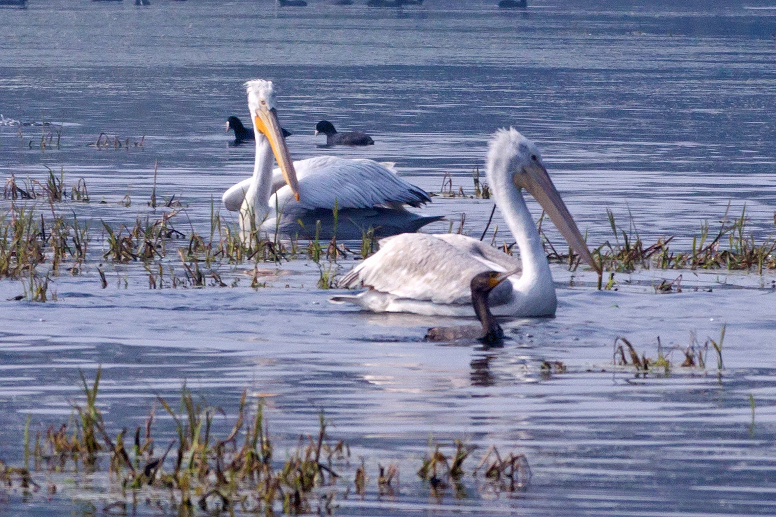 Great White Pelican & Indian Cormorant, Keoladeo National Park, Rajasthan, India — photo by Jim Bennett