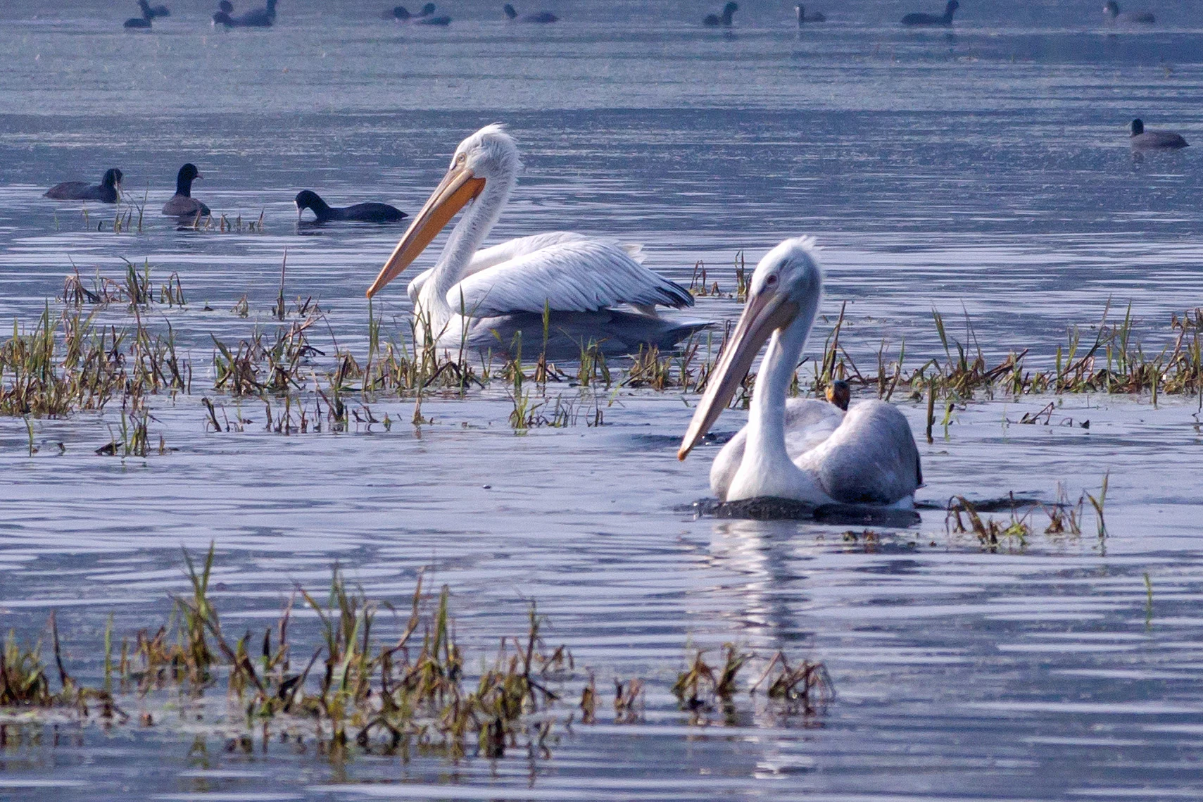 Great White Pelicans, Keoladeo National Park, Rajasthan, India — photo by Jim Bennett