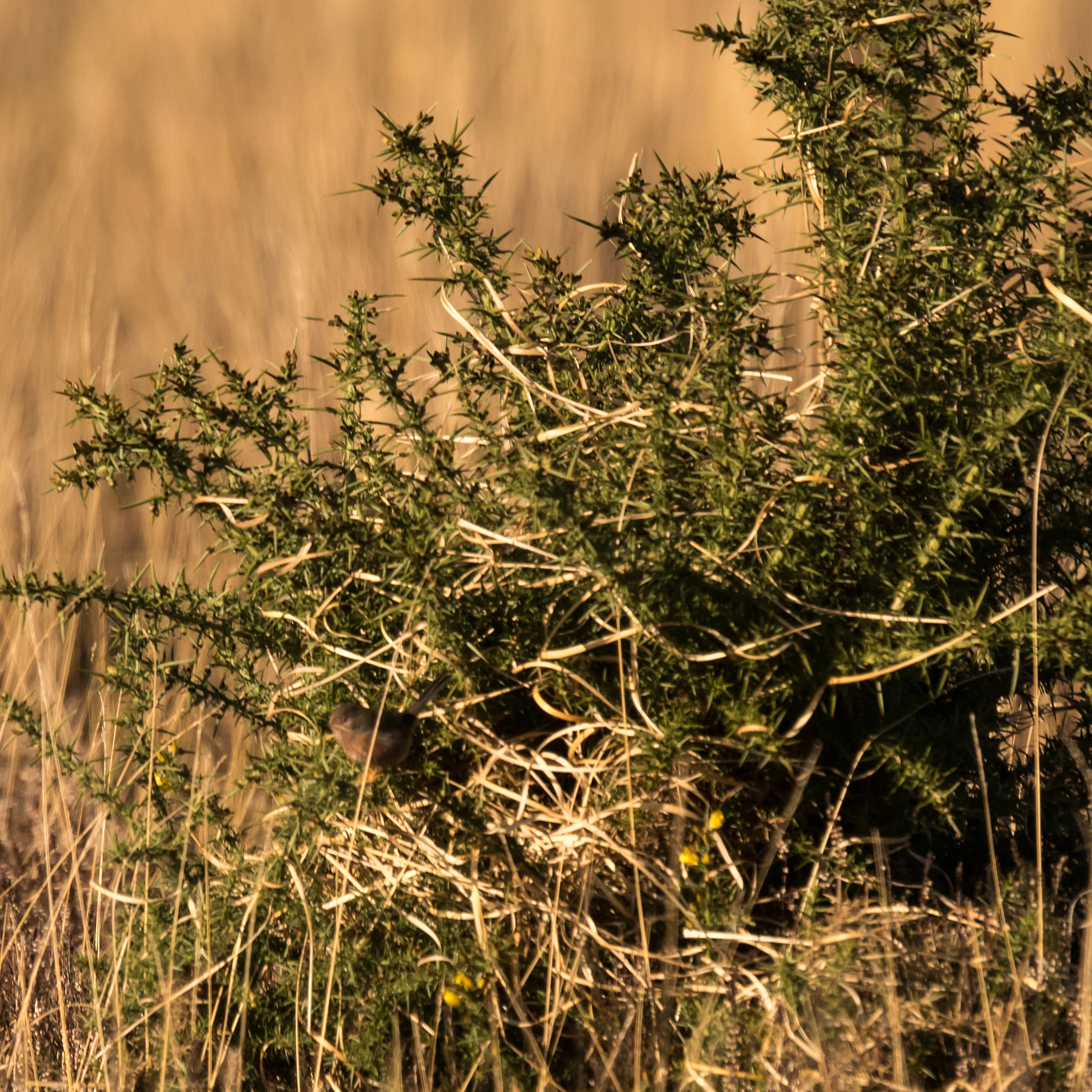 Dartford Warbler, New Forest, UK — photo by Jim Bennett