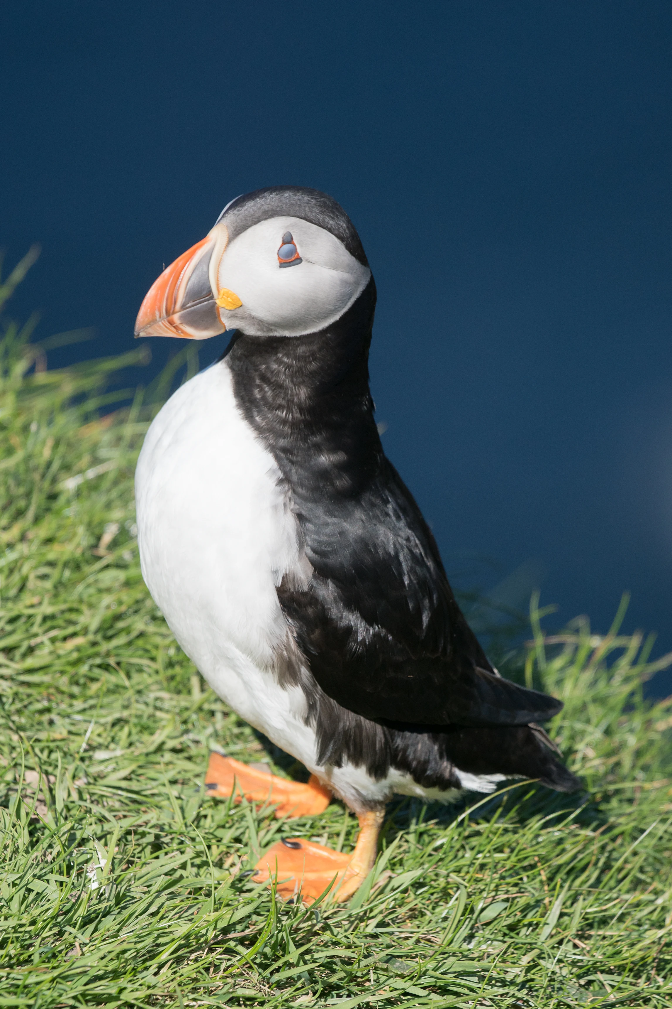 Atlantic Puffin, Sumburgh Head, Shetland, UK — photo by Jim Bennett