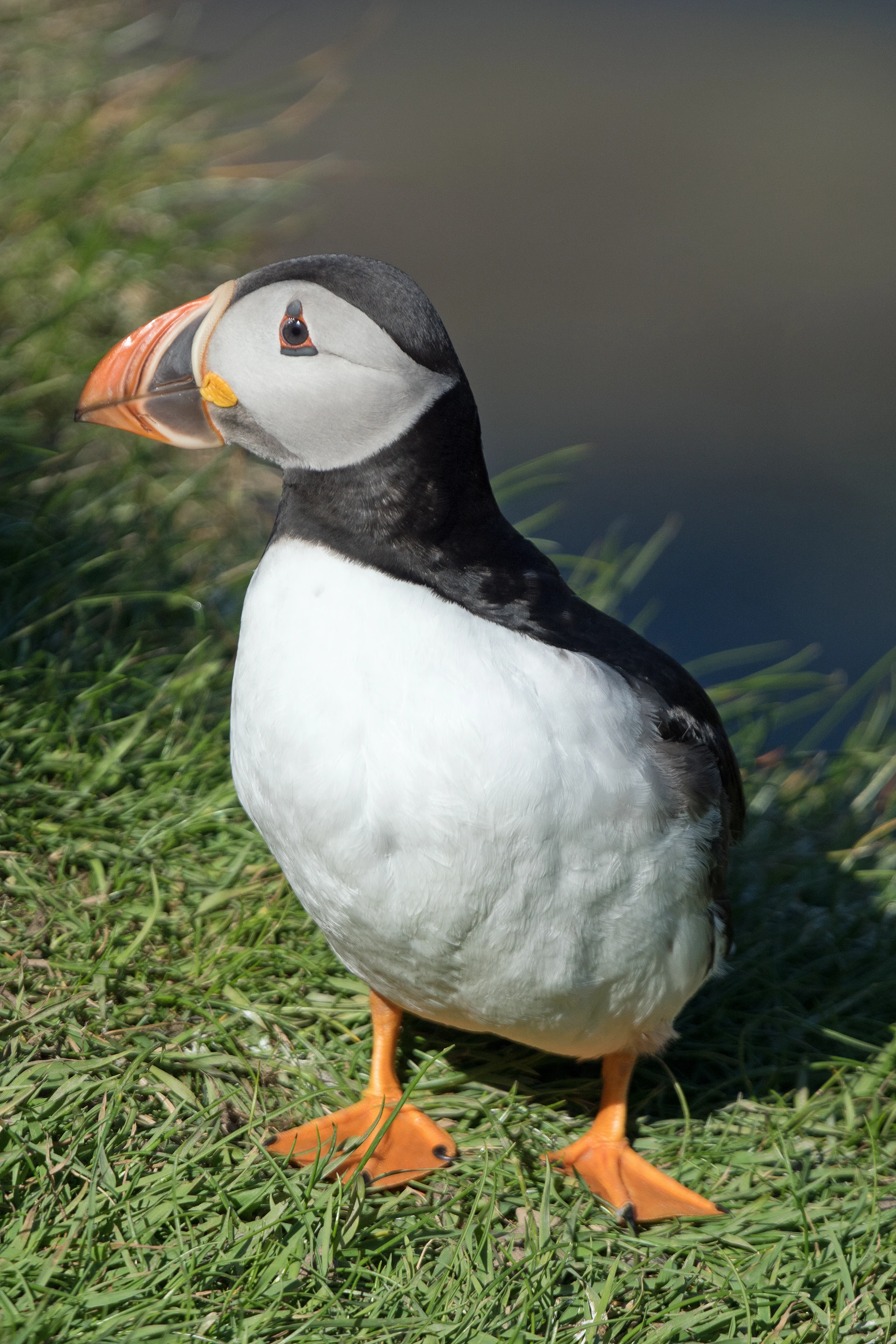 Atlantic Puffin, Sumburgh Head, Shetland, UK — photo by Jim Bennett