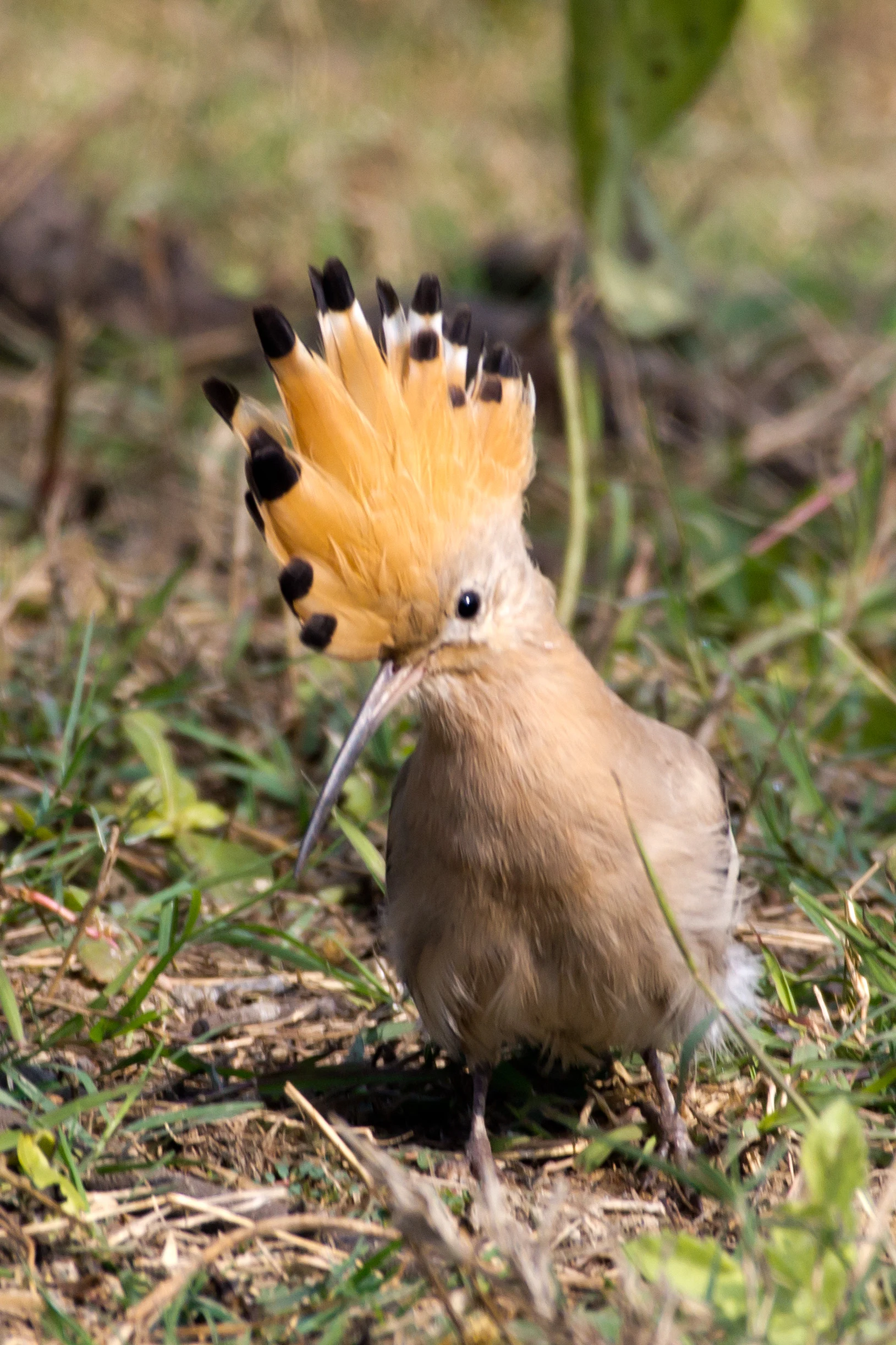 Hoopoe, Keoladeo National Park, Rajasthan, India — photo by Jim Bennett