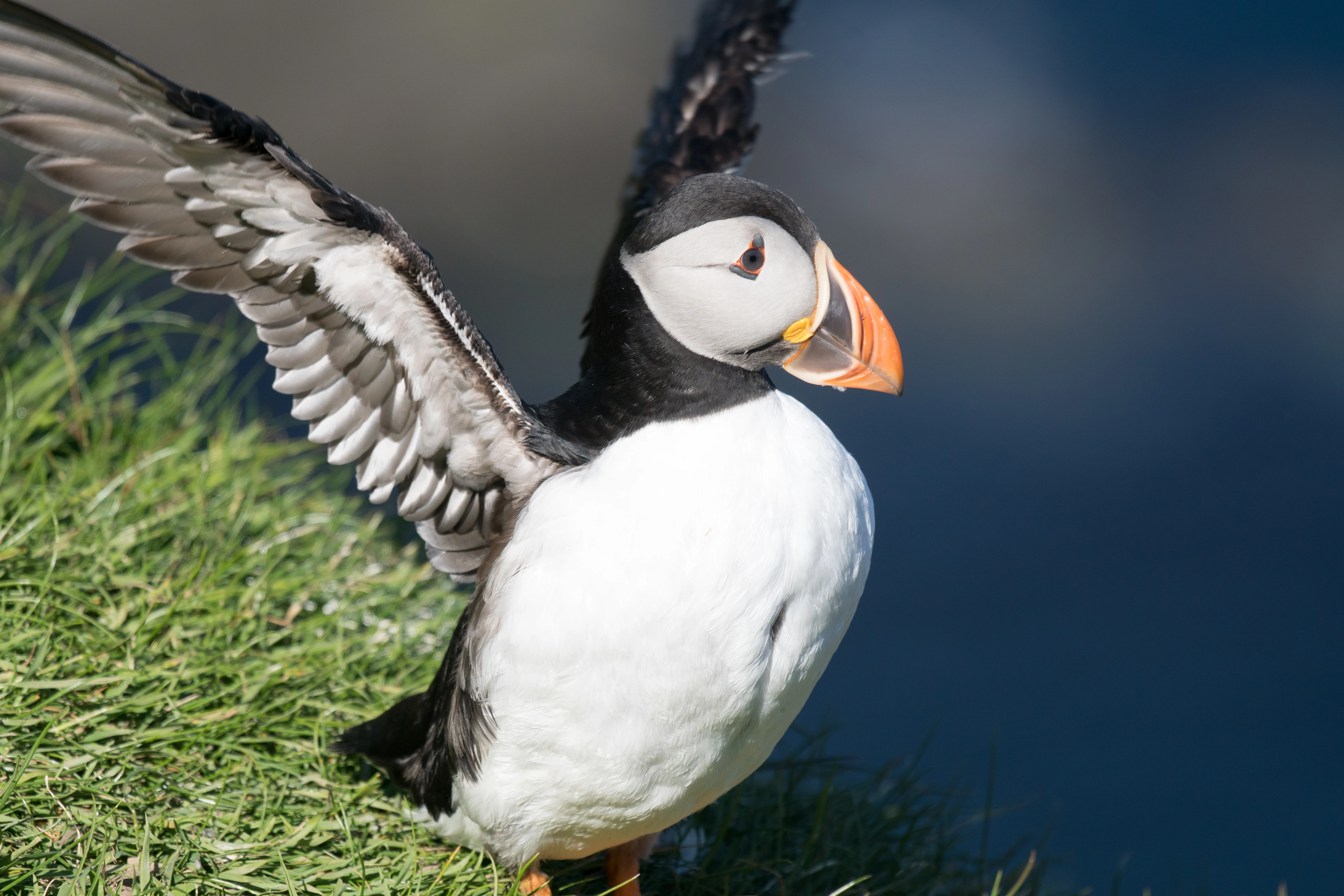 Puffin, Sumburgh, Shetland, UK — photo by Jim Bennett
