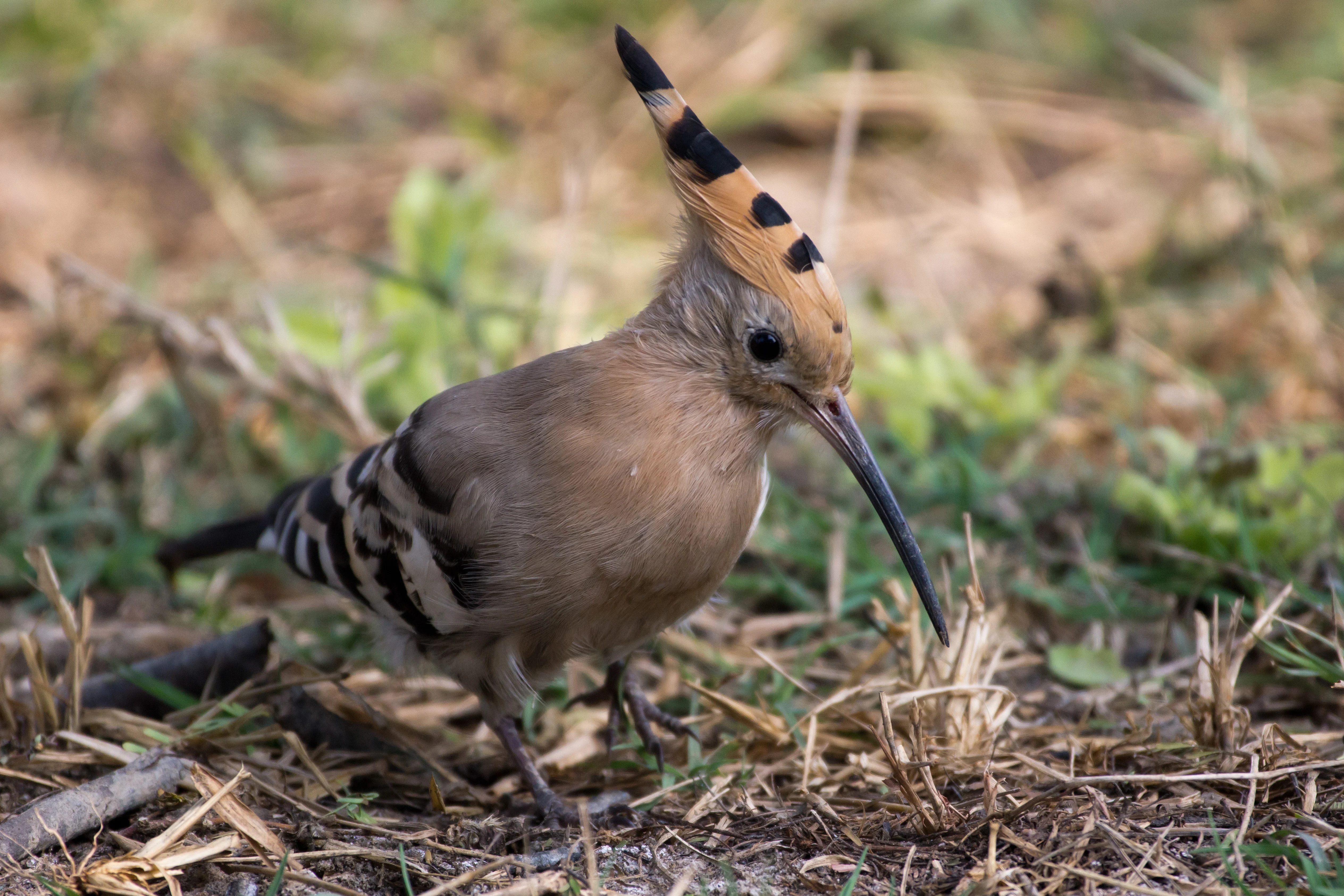 Hoopoe, Keoladeo National Park, Rajasthan, India — photo by Jim Bennett